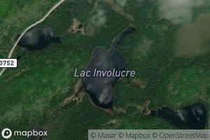 Lac Involucre