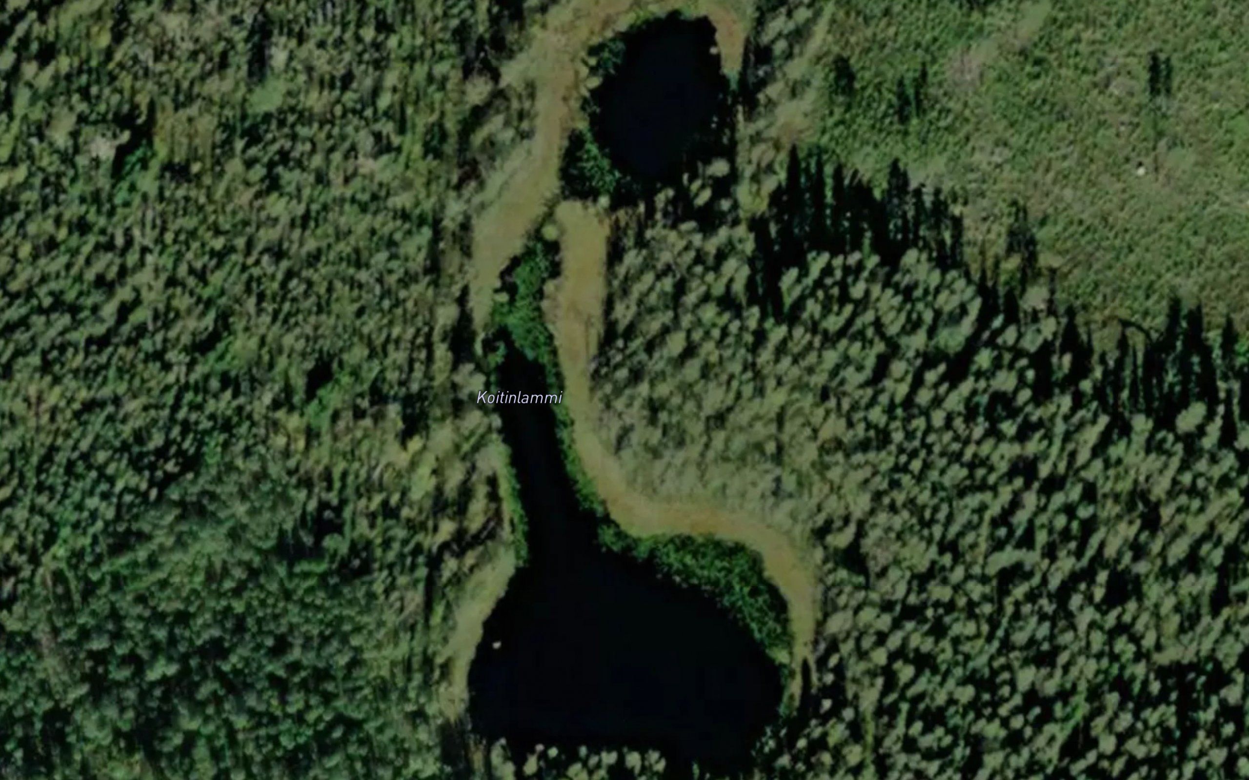 Koitinlammi