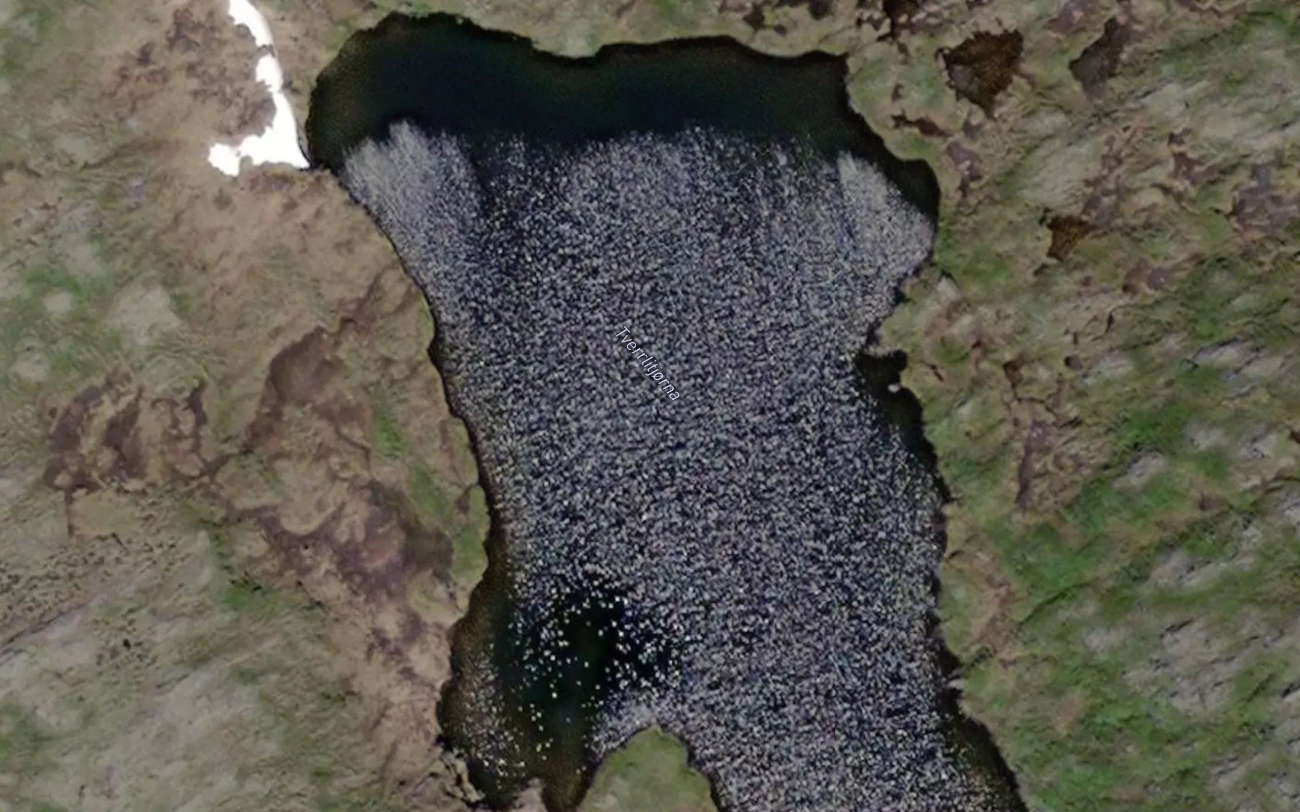 Tverrlitjorna