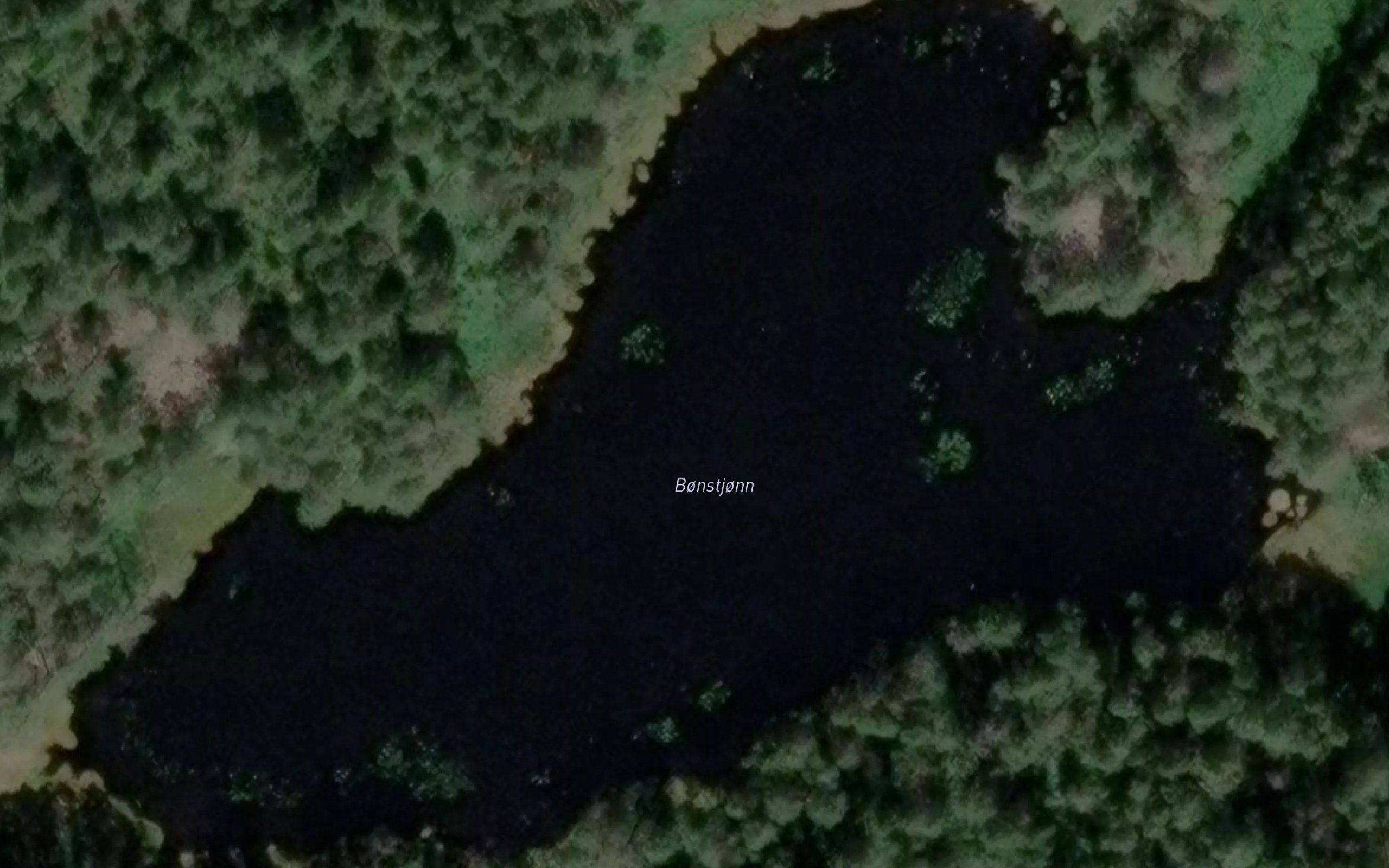 Bonstjorn