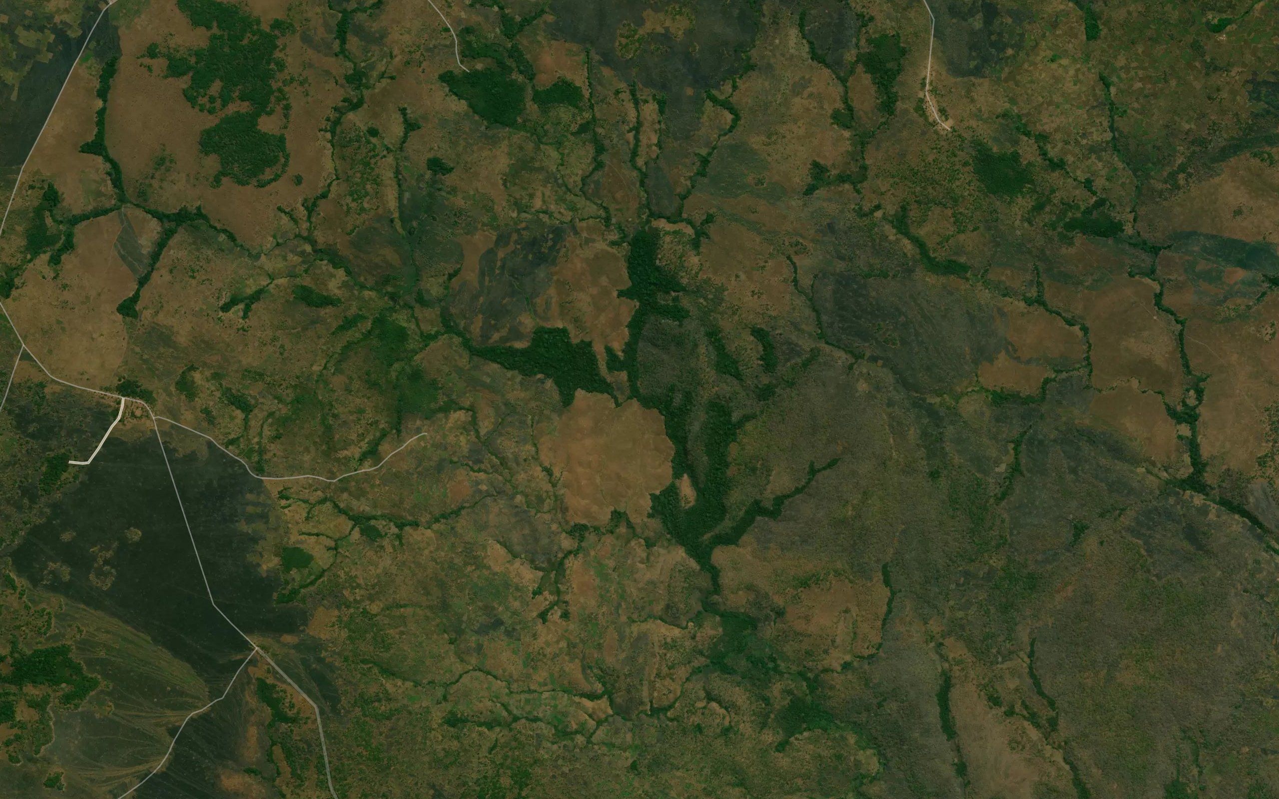 Kangulube