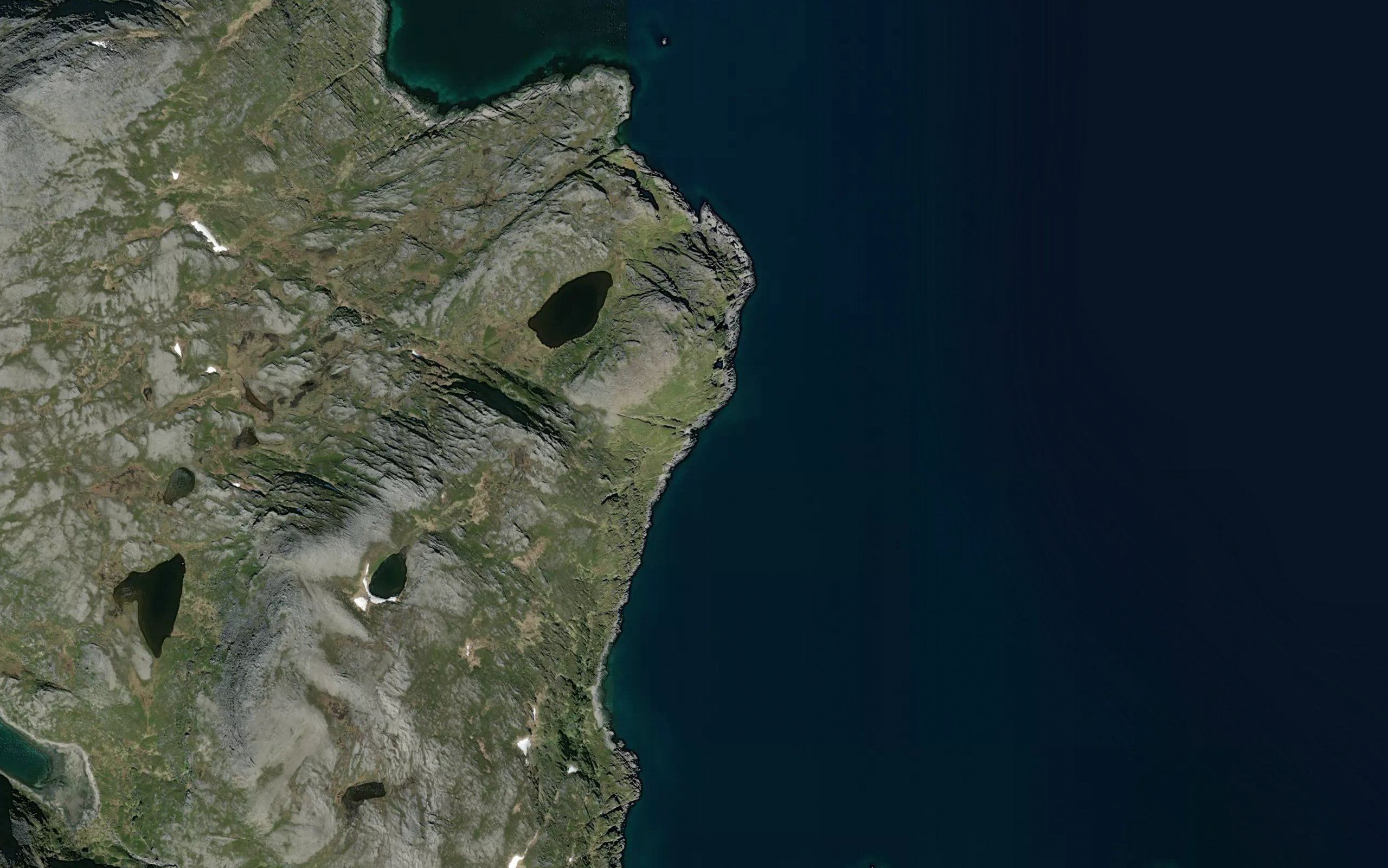 Rotvikkeila