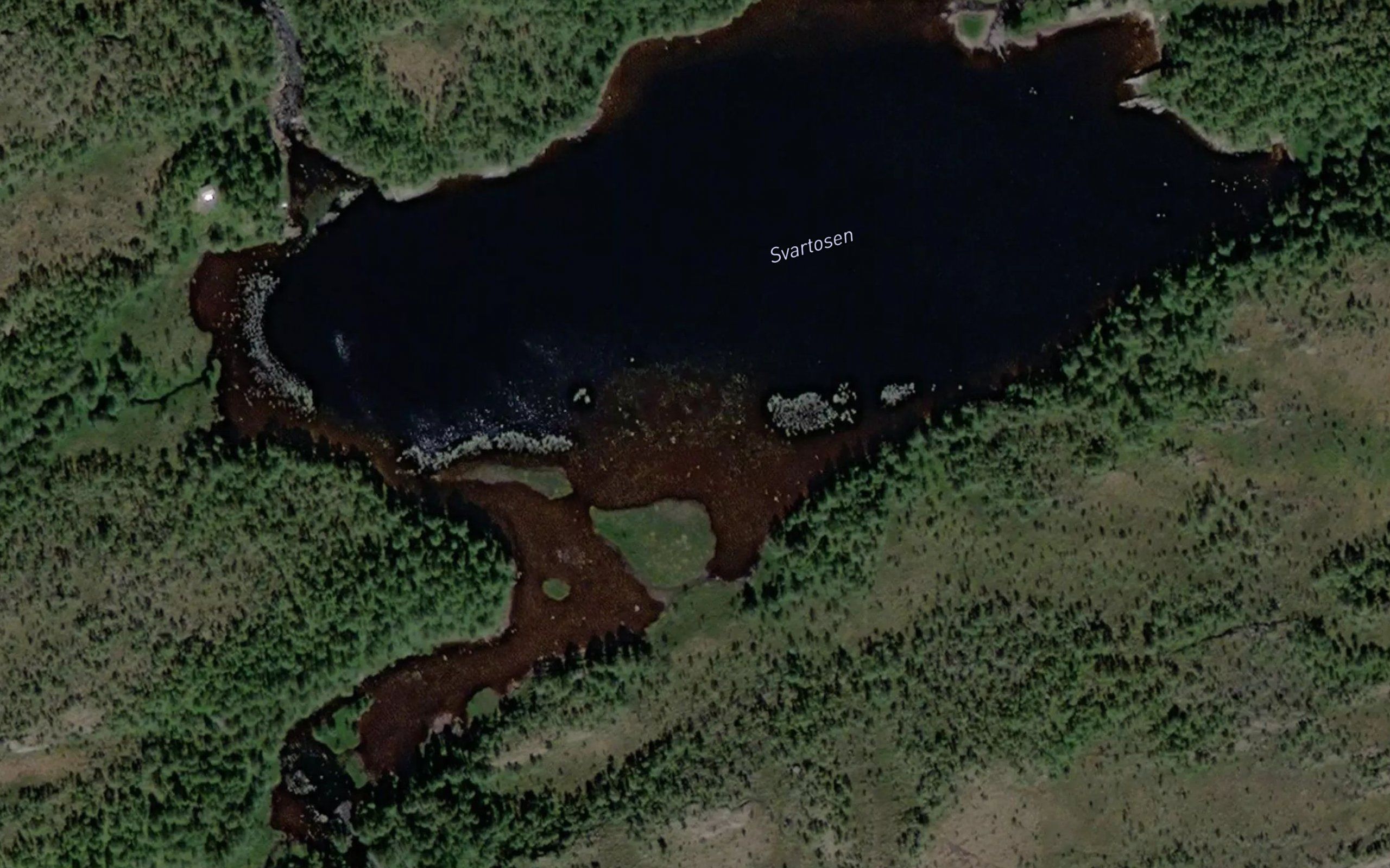 Svartosen