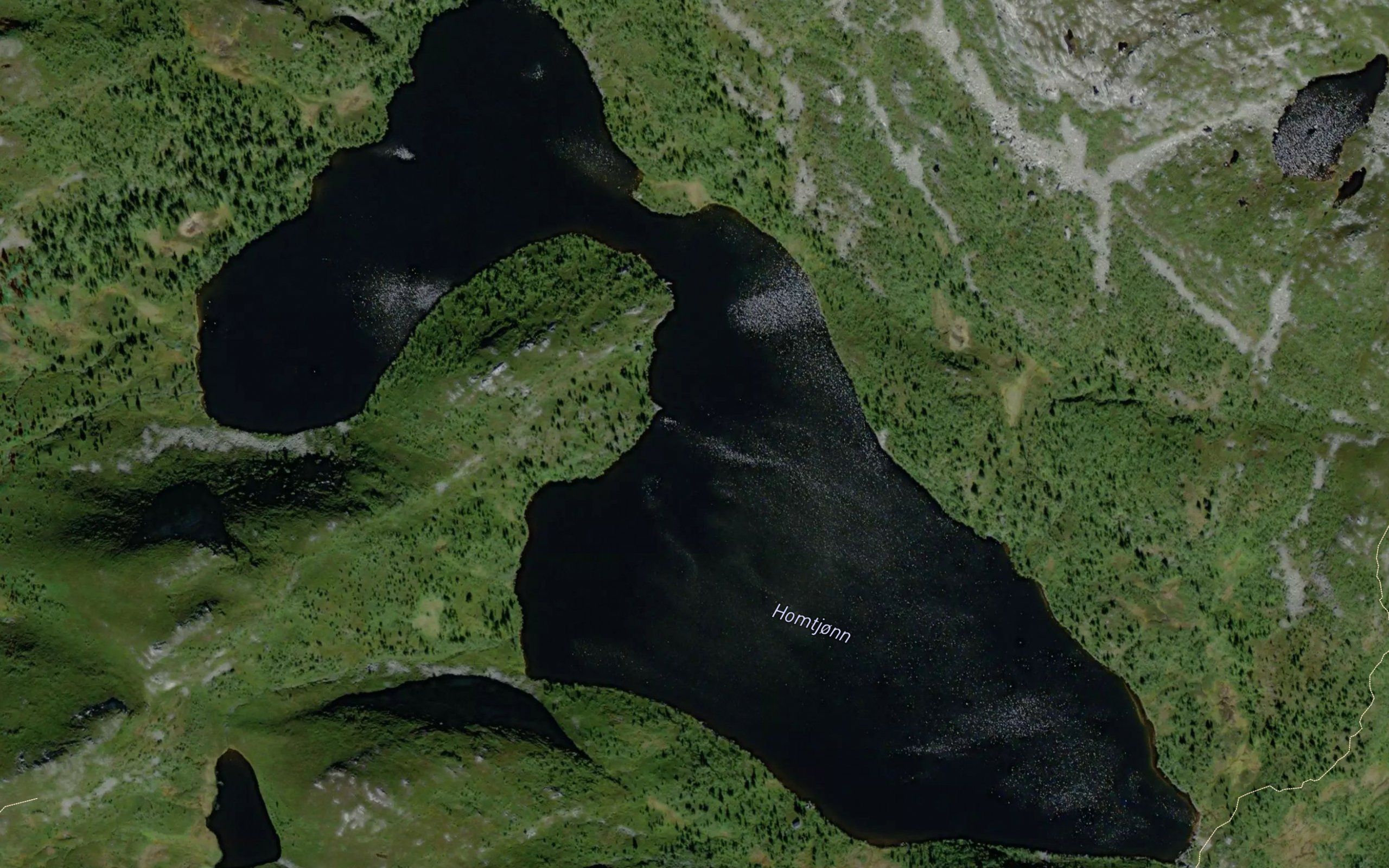 Homtjorn