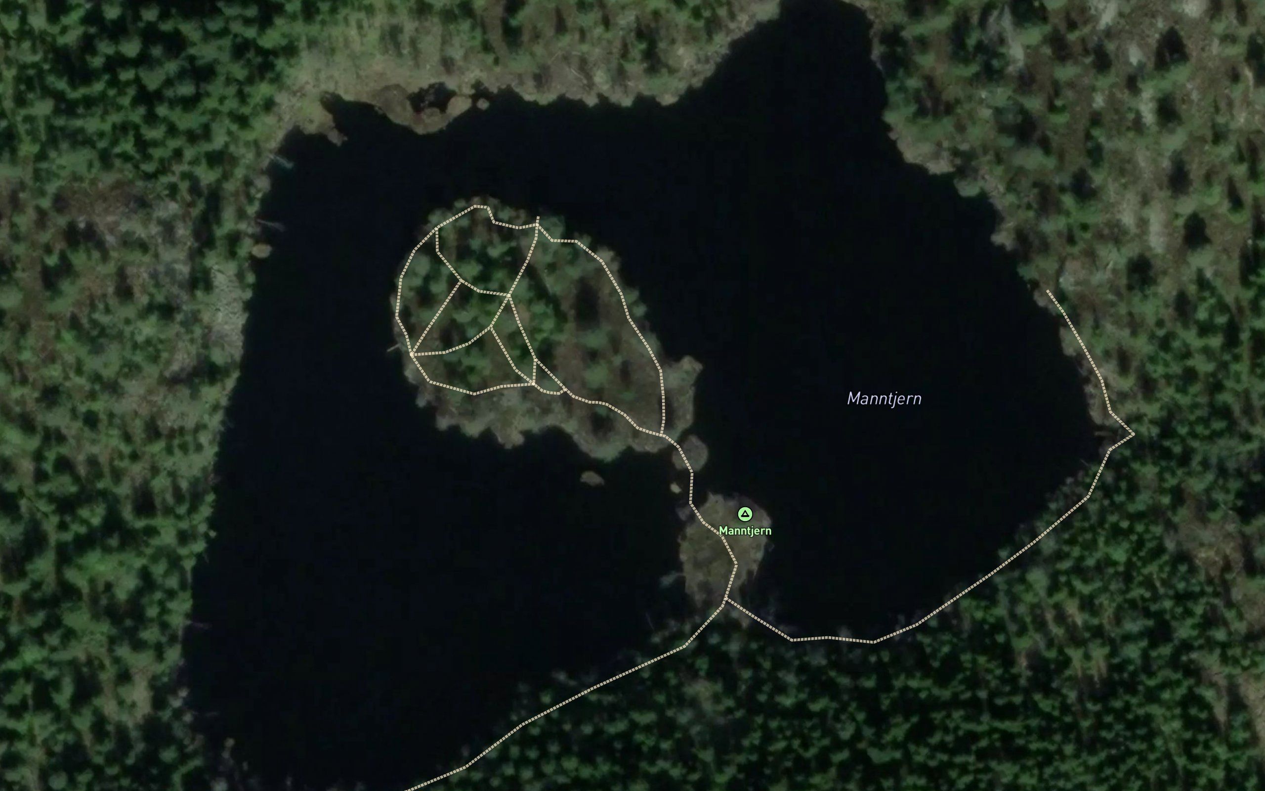 Manntjern