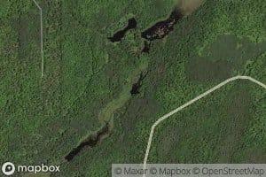 Jungle Creek