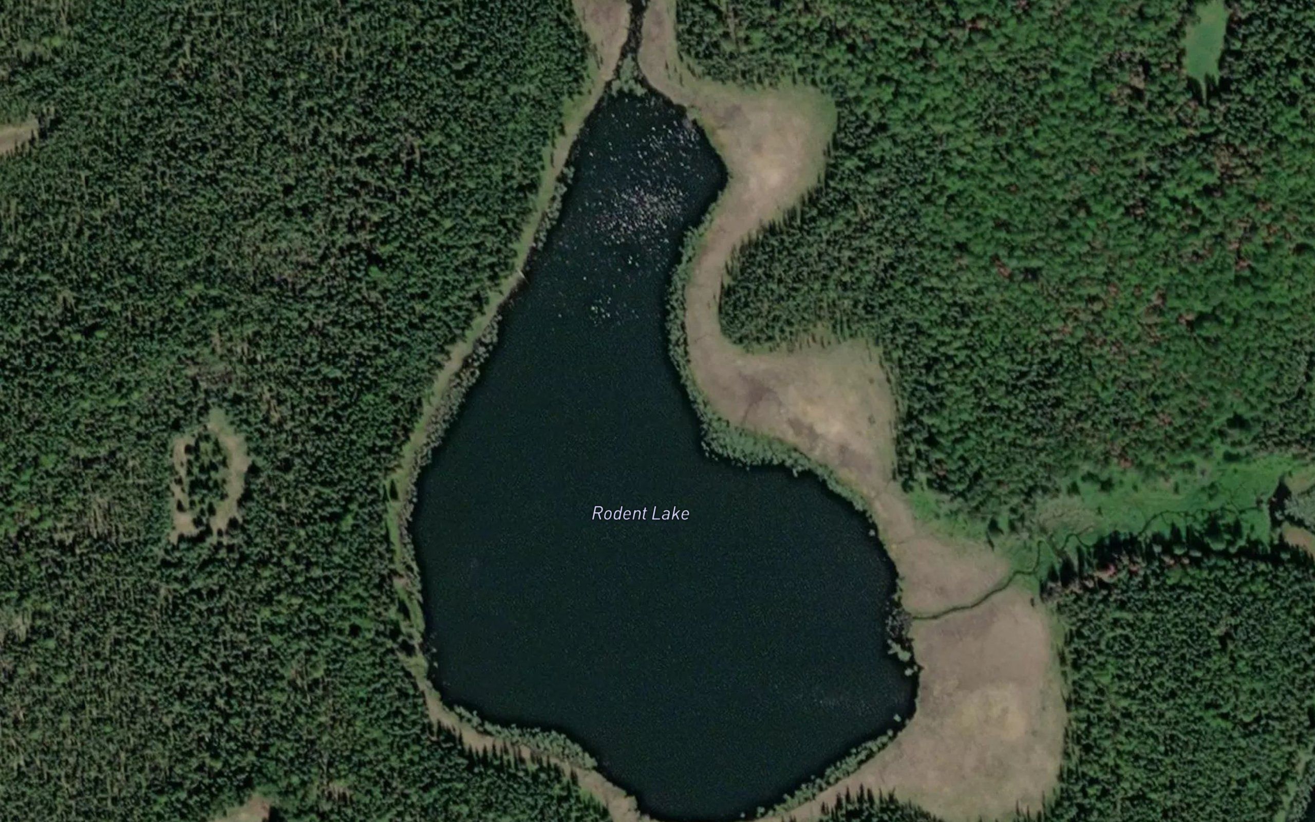 Rodent Lake