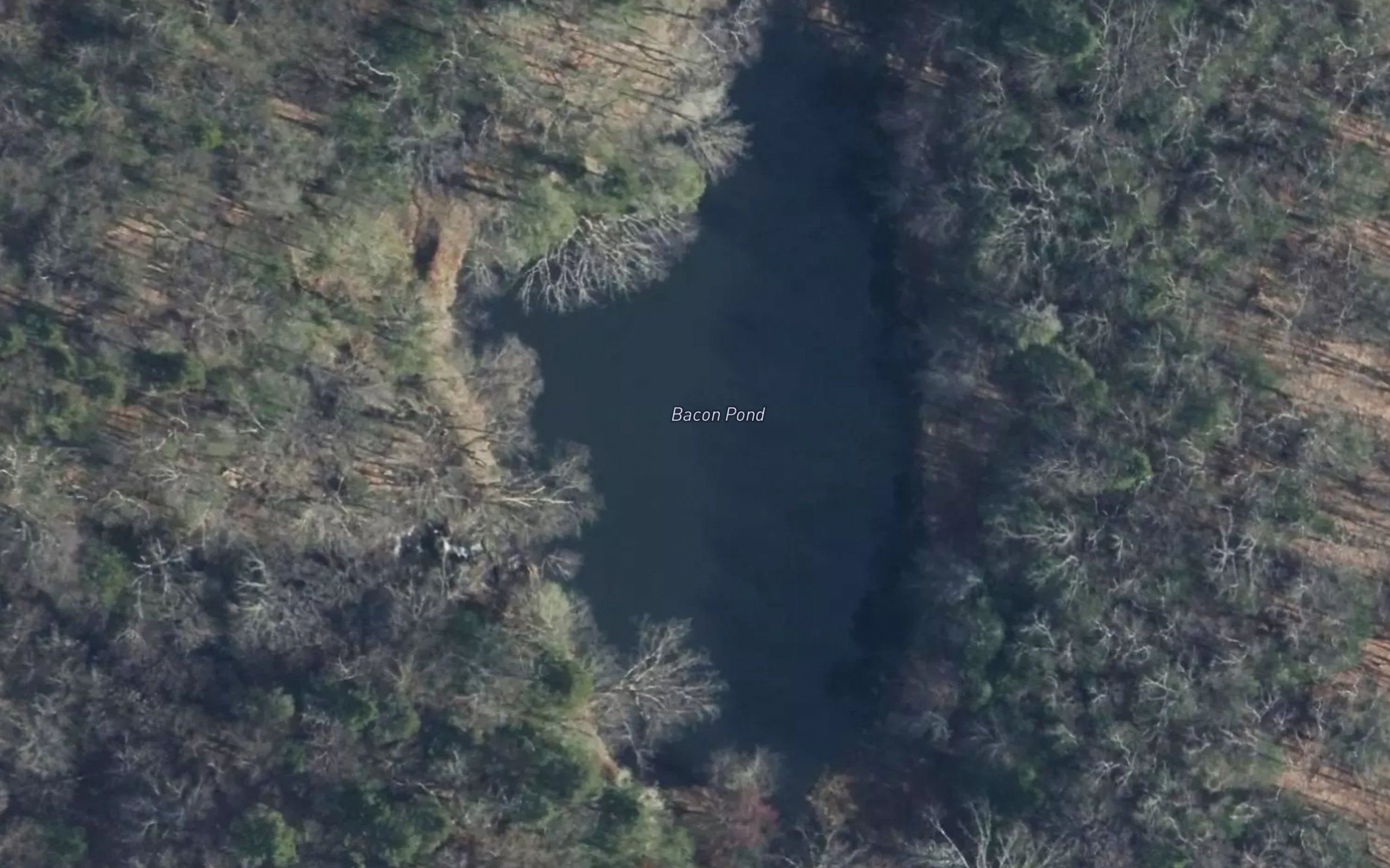 Bacon Pond