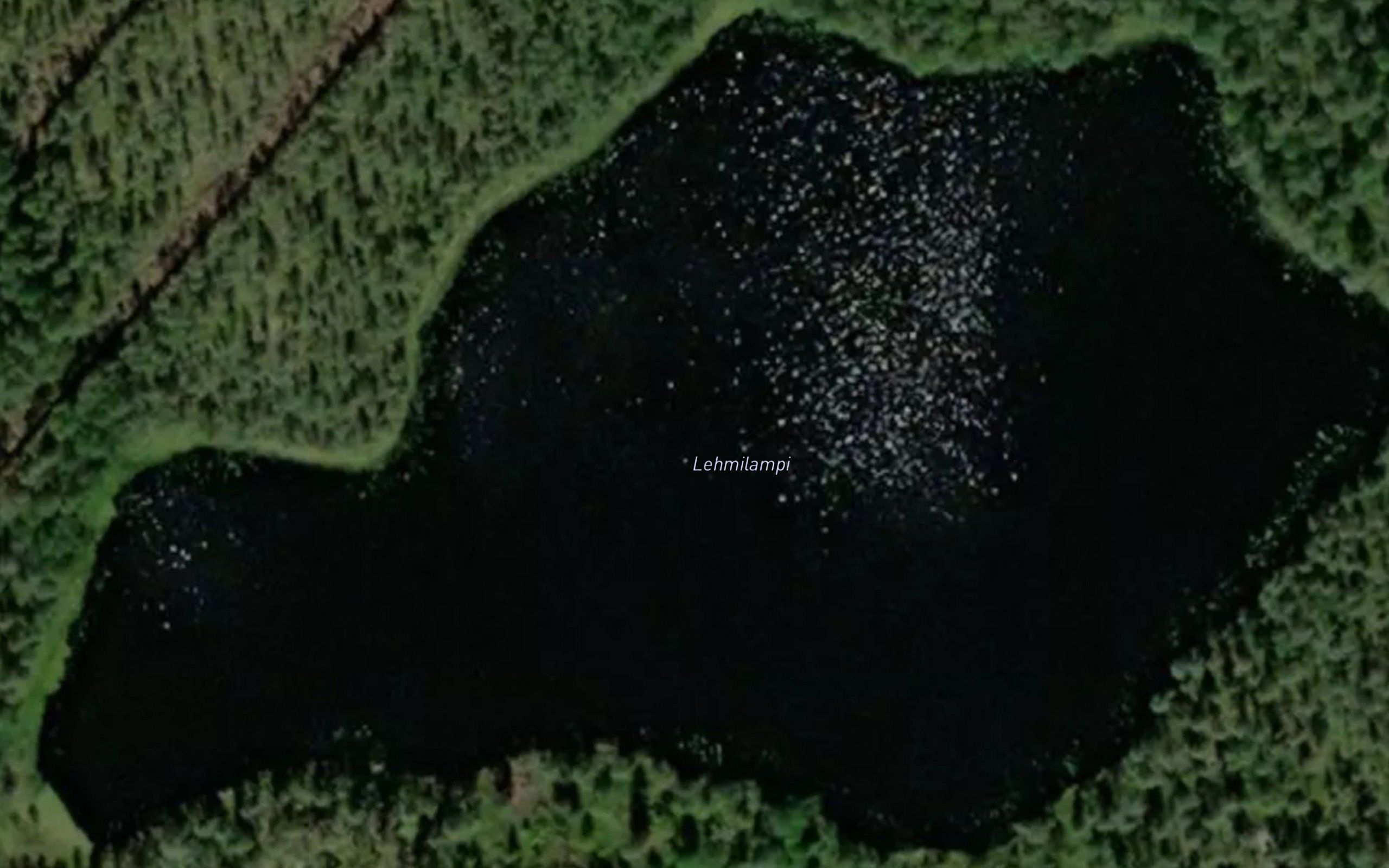 Lehmilampi