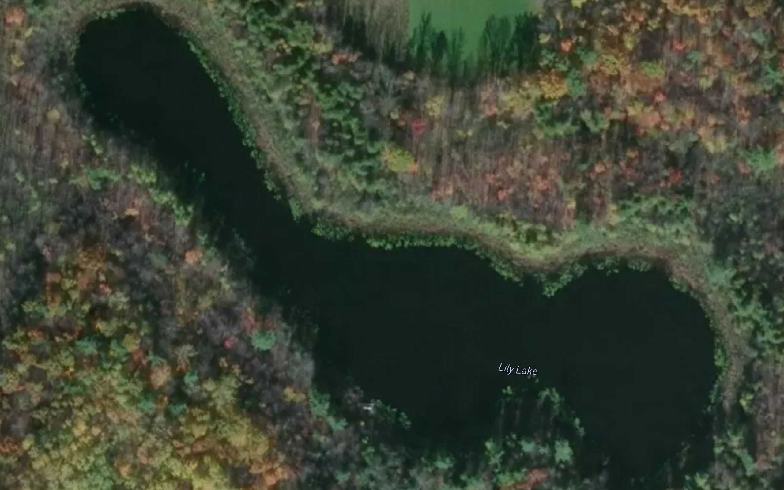 Lily Lake