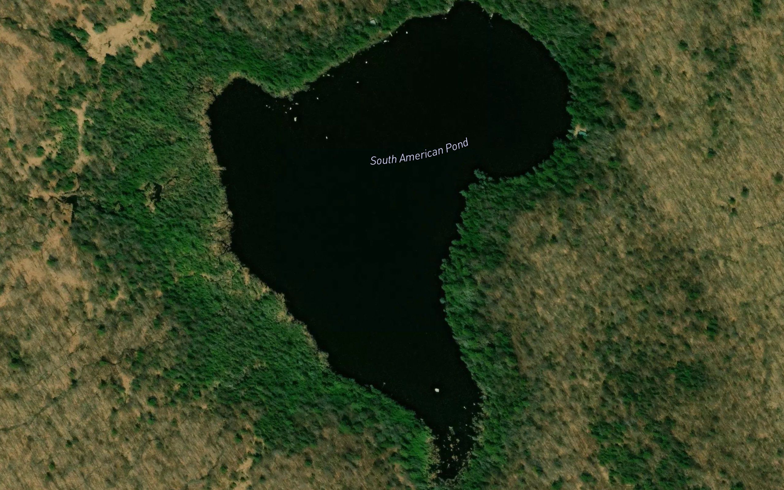South American Pond