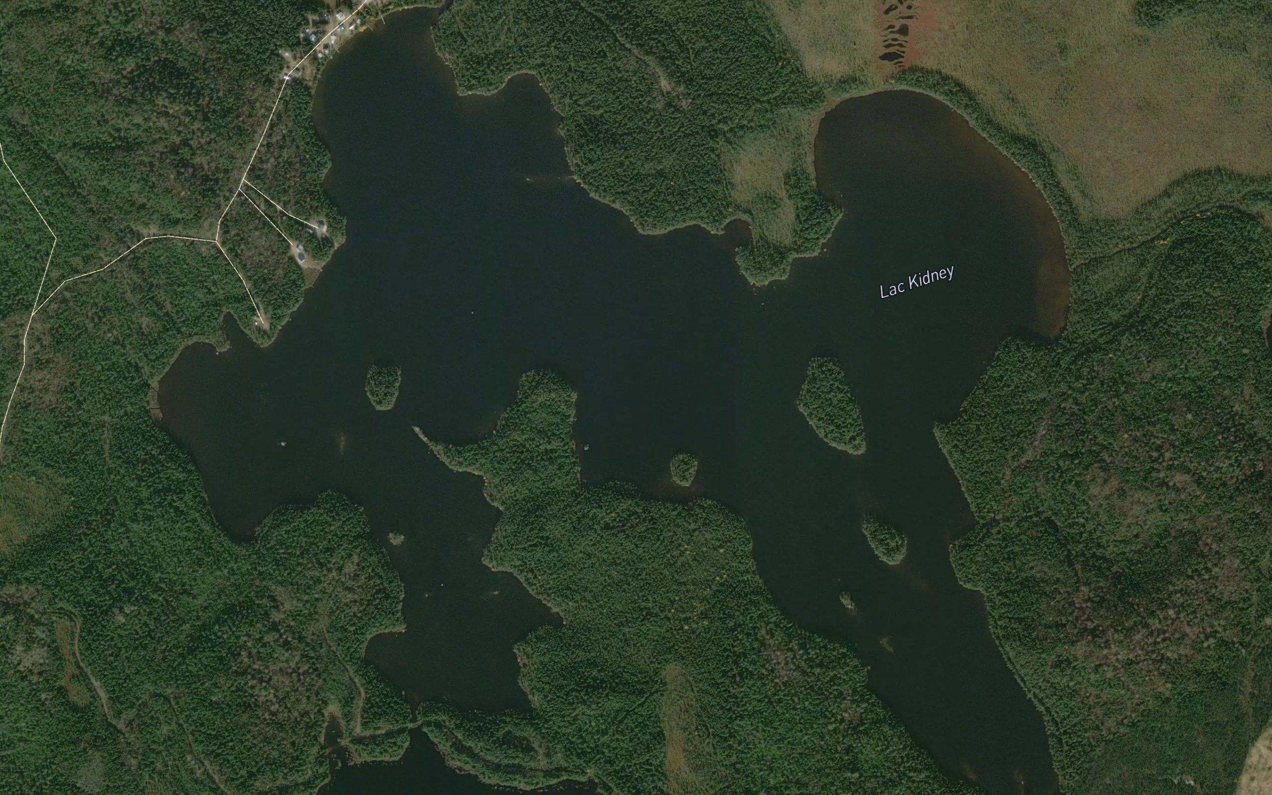 Lac Kidney