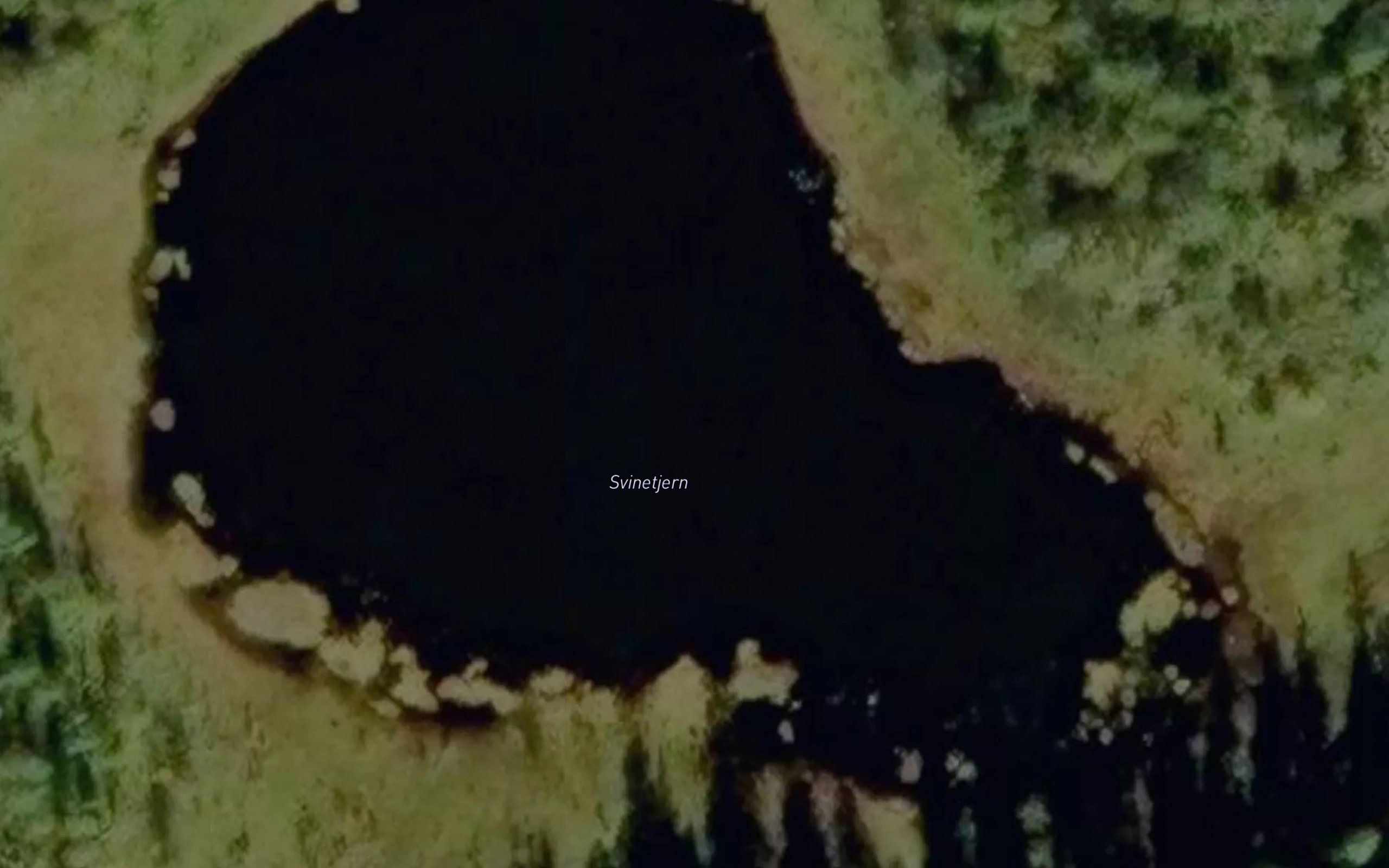 Svinetjern