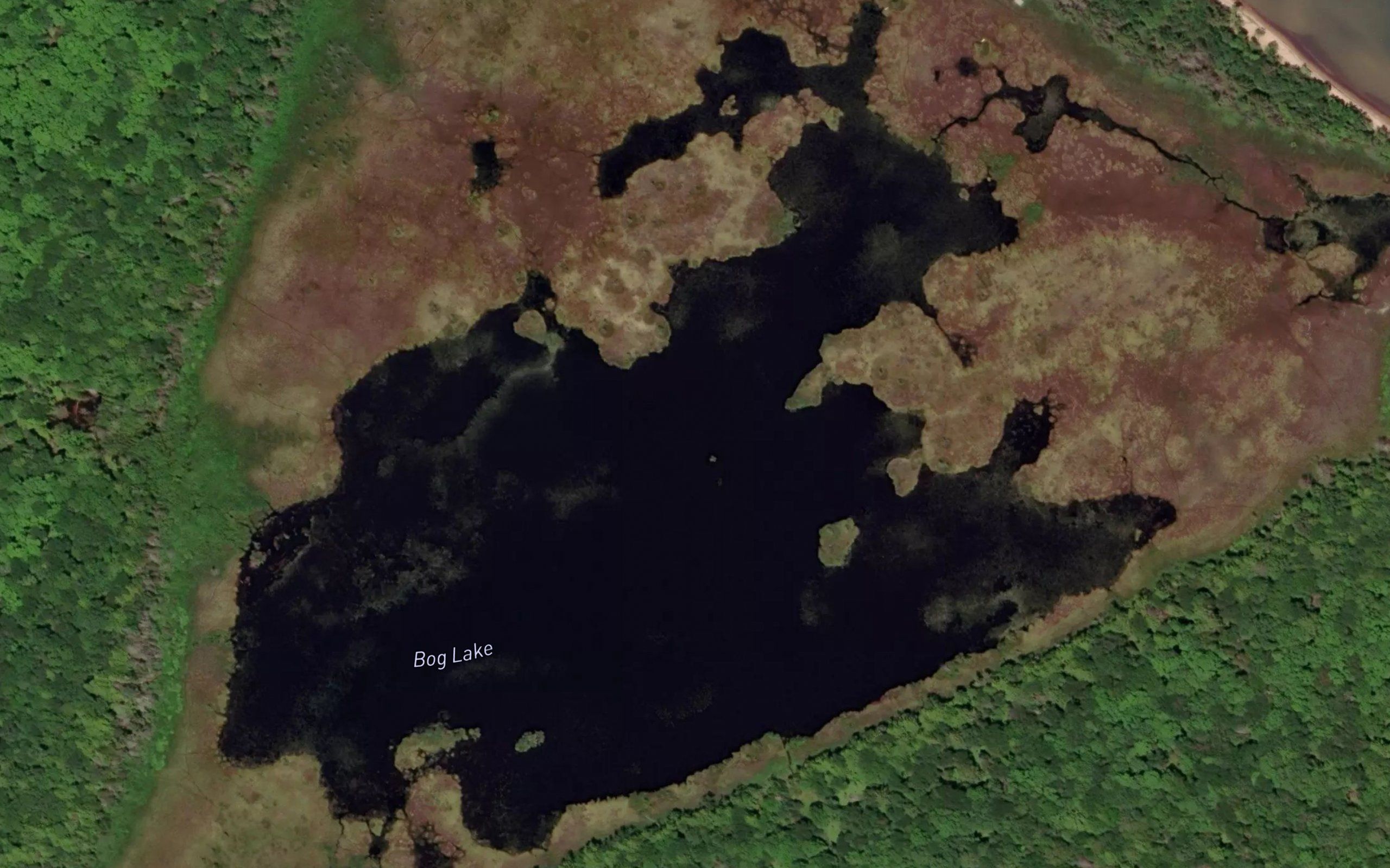 Bog Lake