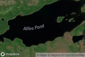 Alfies Pond