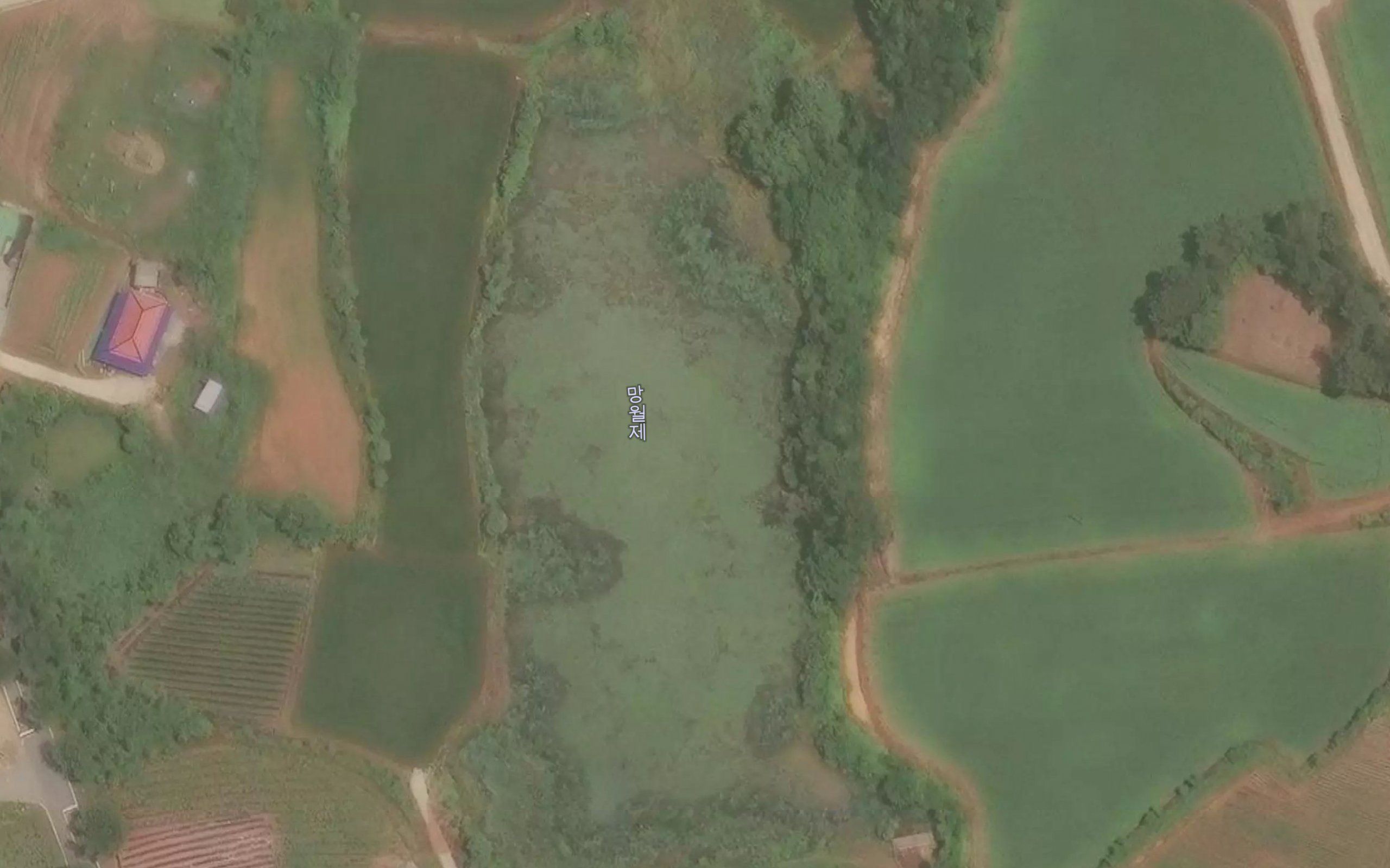 Mangwolje