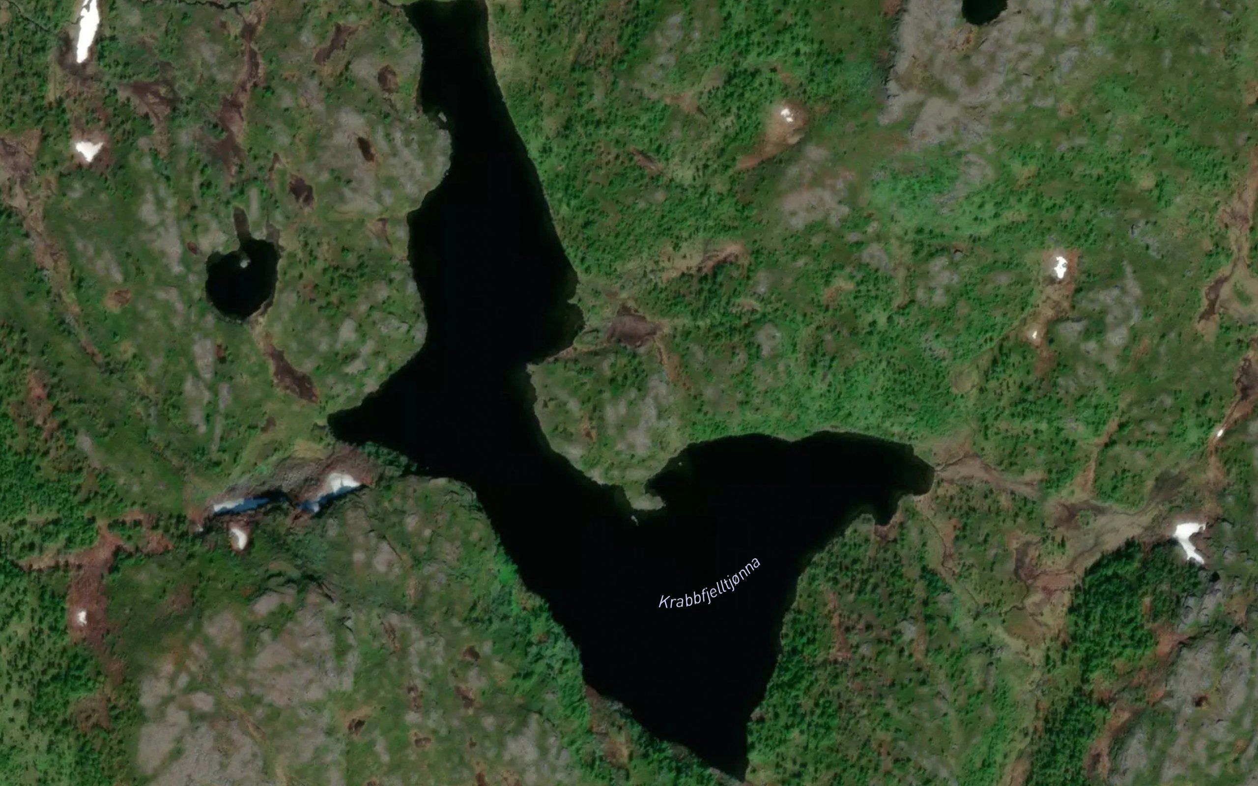 Krabbfjelltjorna,store