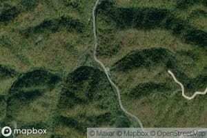 Little Spruce Pine Branch