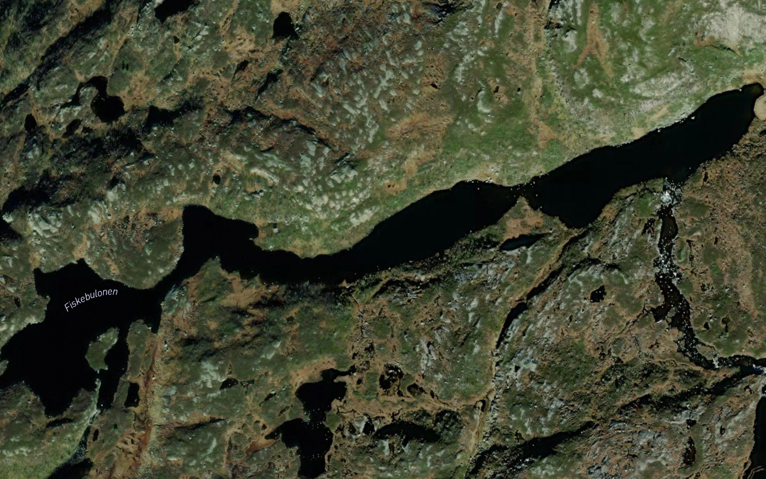 Fiskebulonen