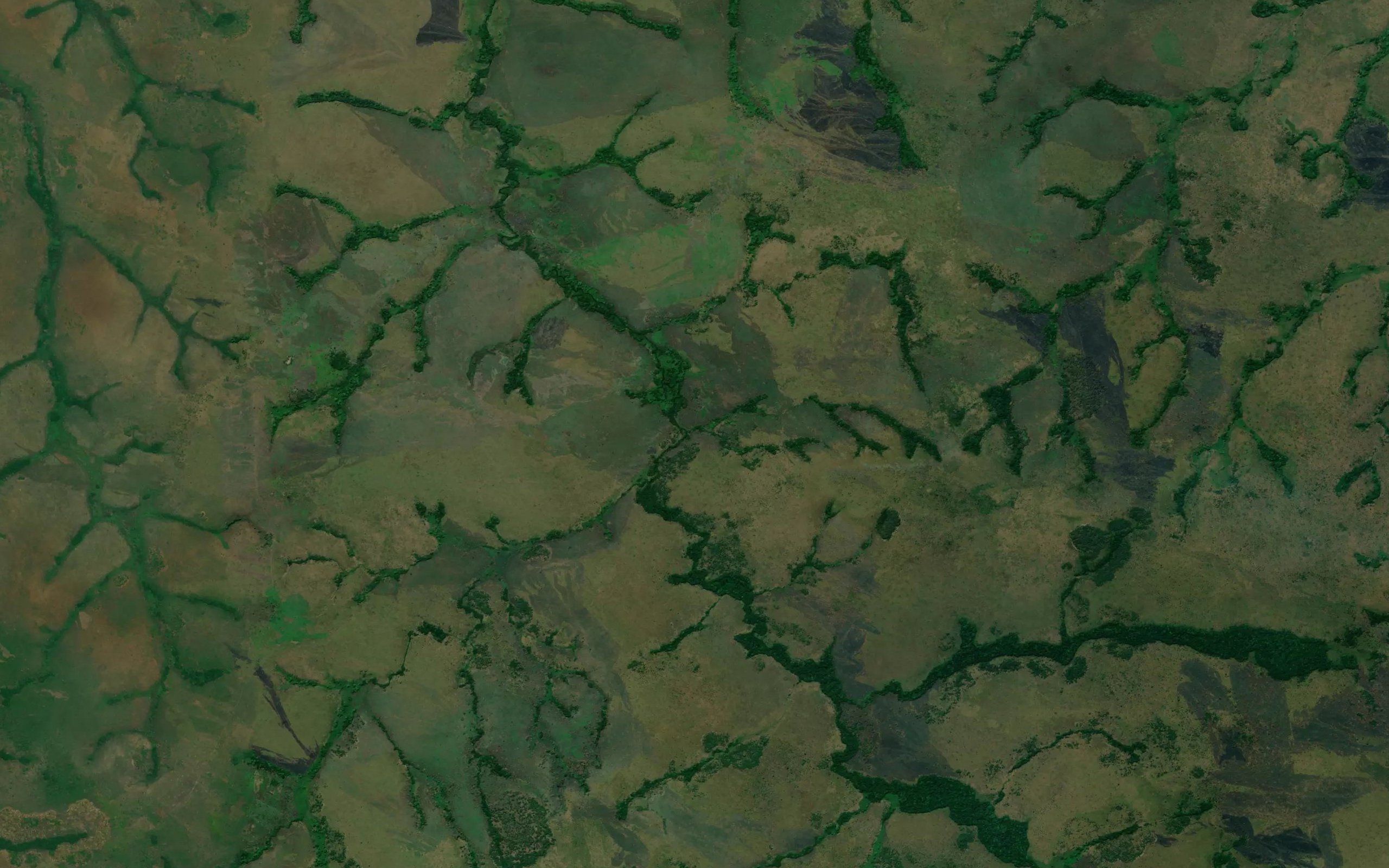 Kokola