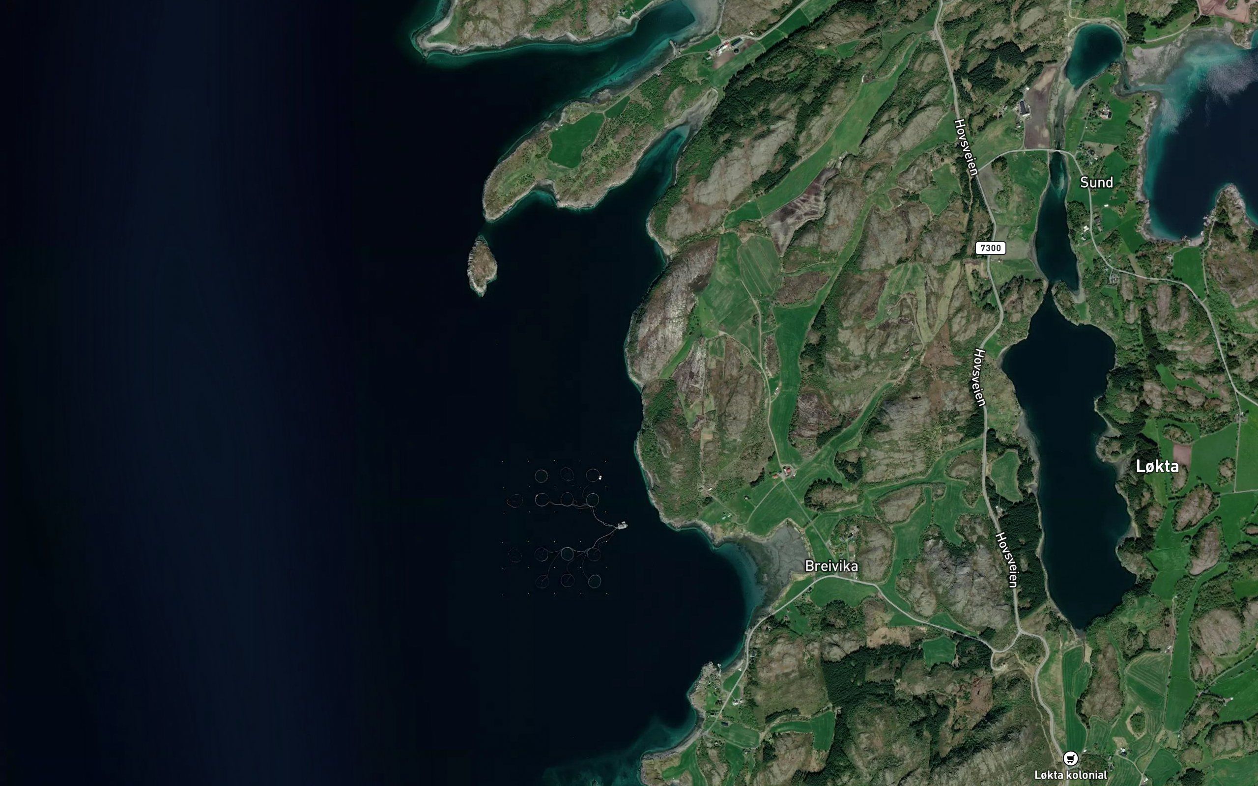 Skjellvikja