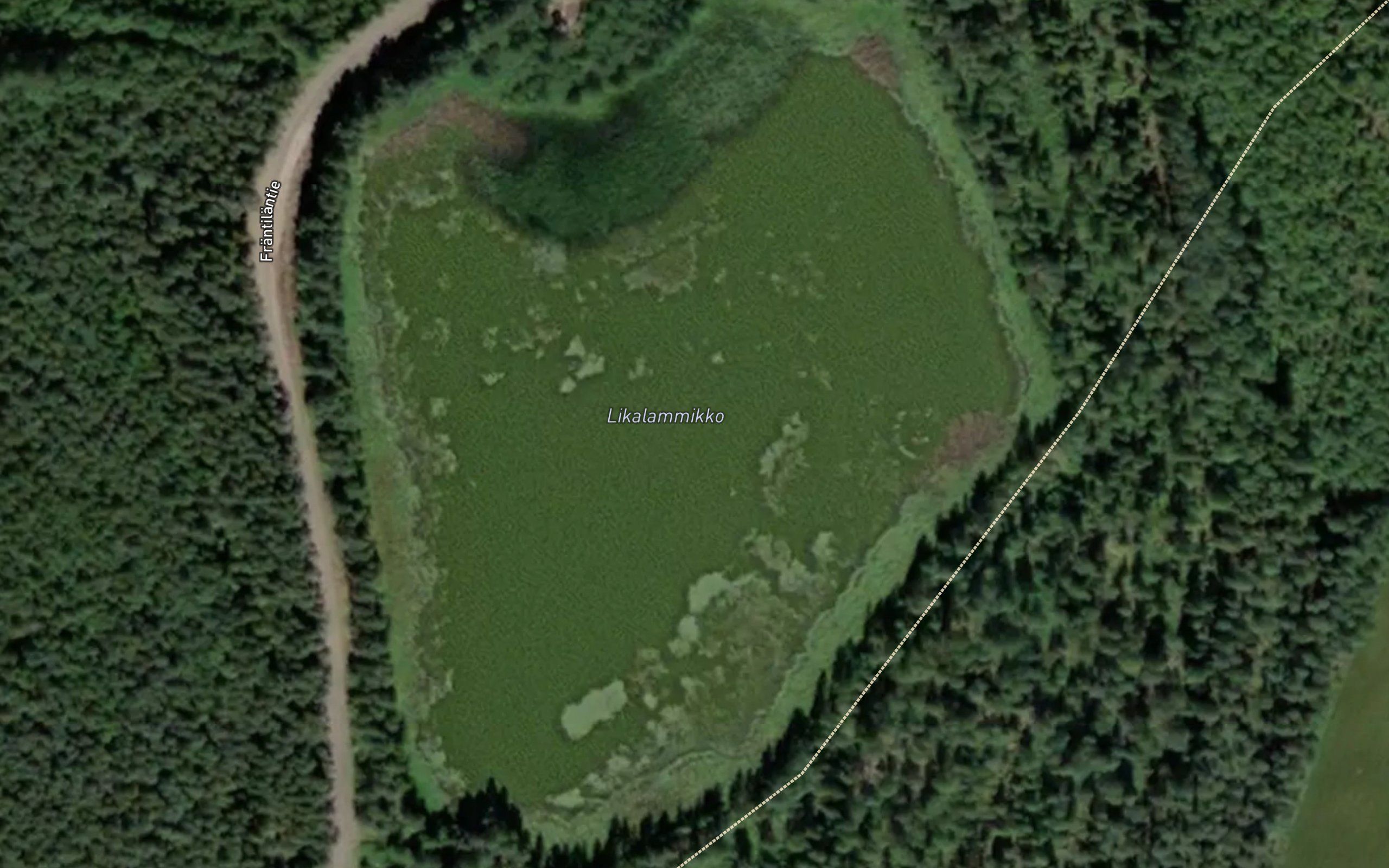 Likalammikko