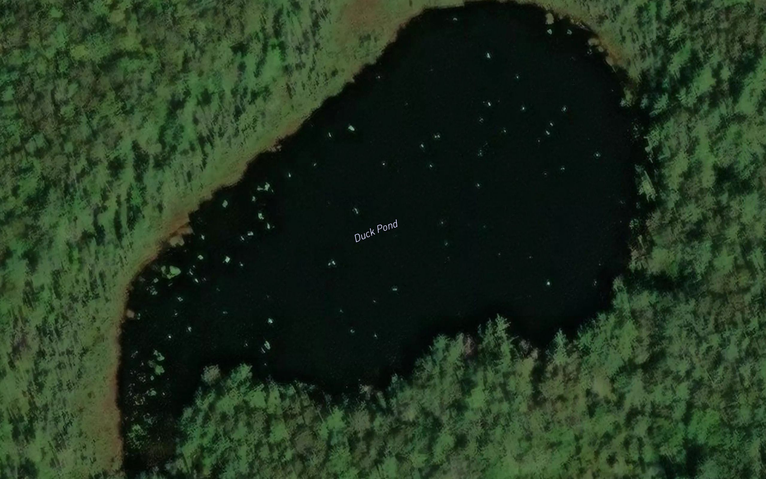 Duck Pond