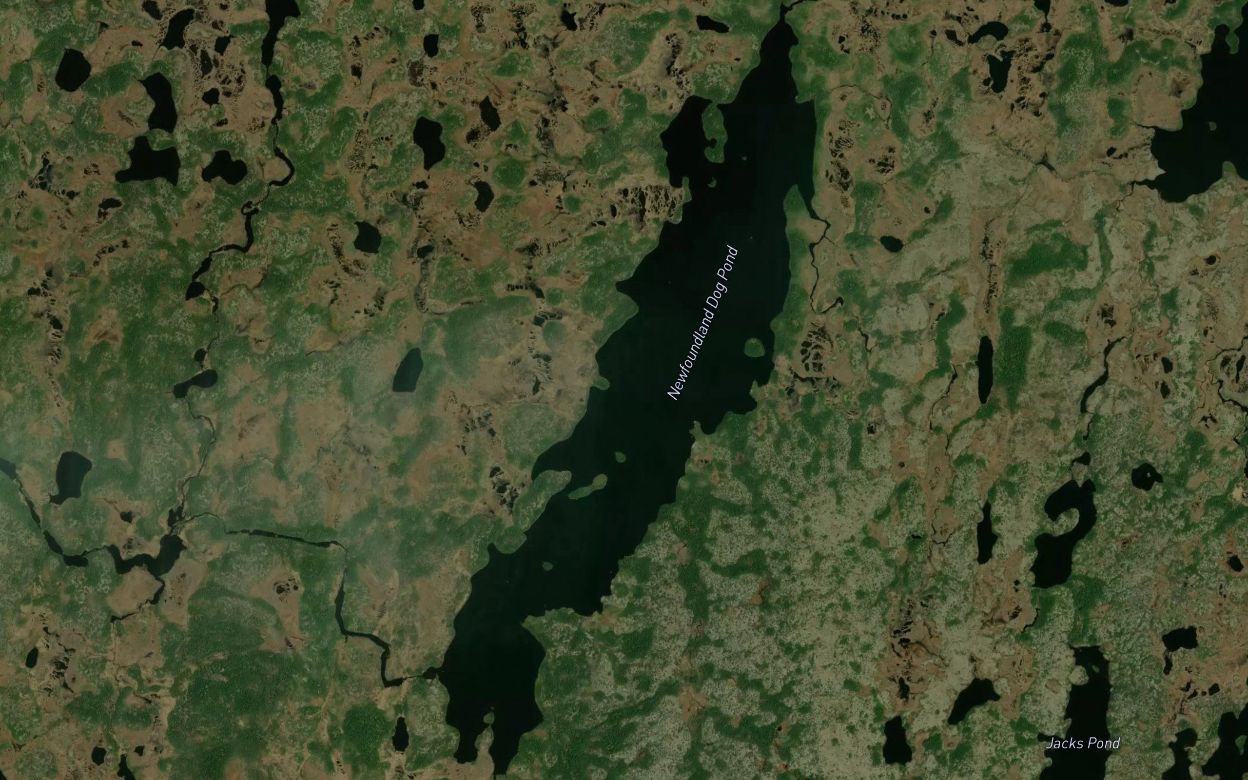 Newfoundland Dog Pond