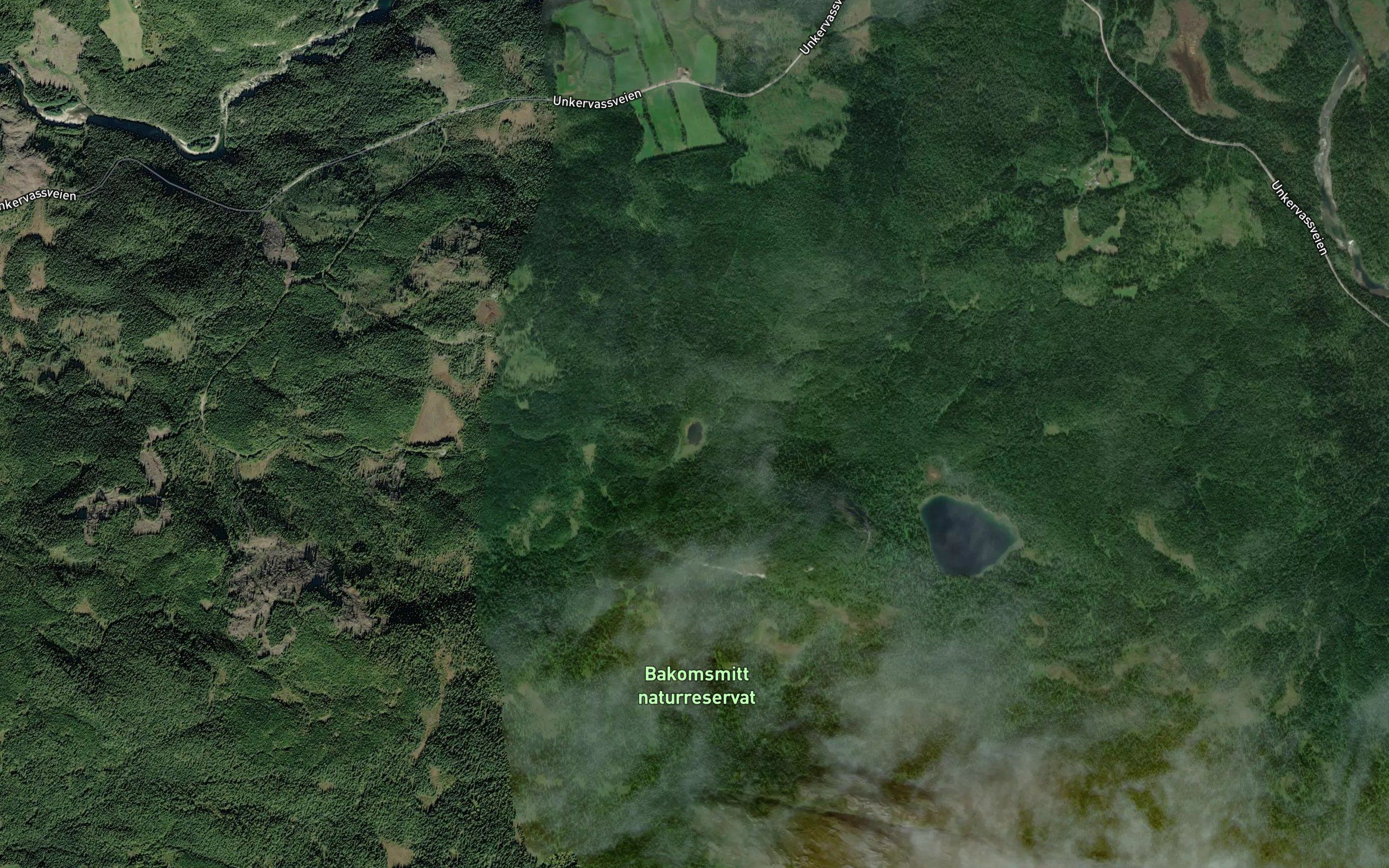 Frosktjorna