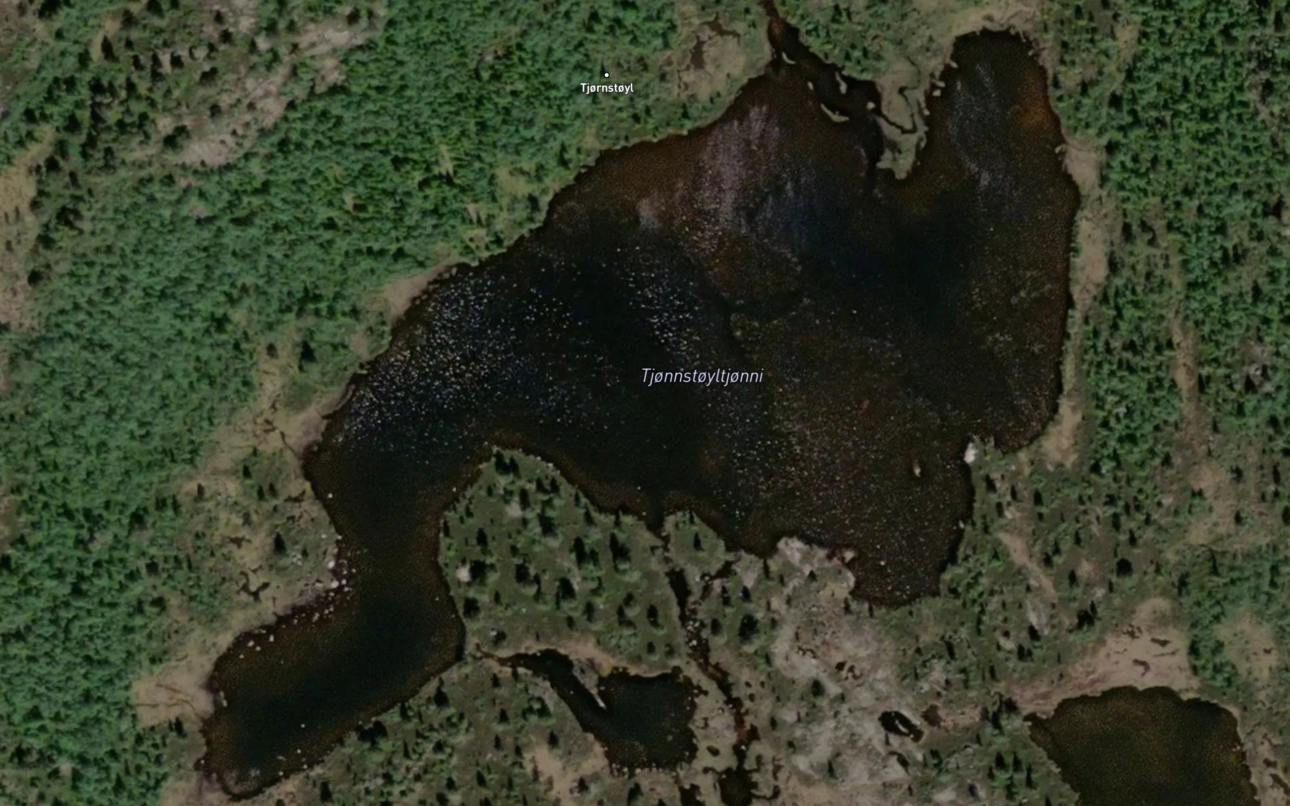 Tjornstoyltjorni