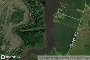 Alligator Gut