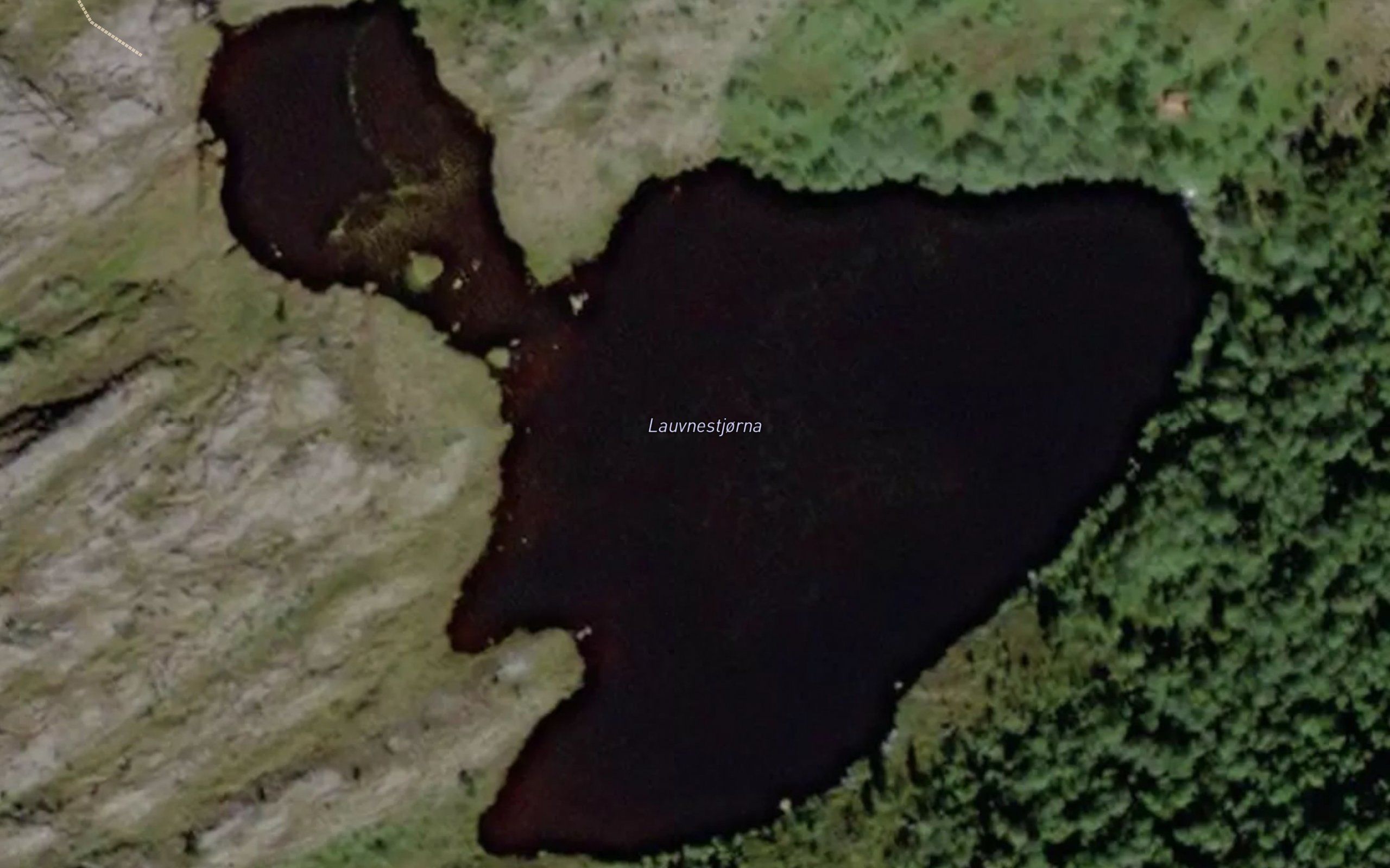 Lauvnestjorna