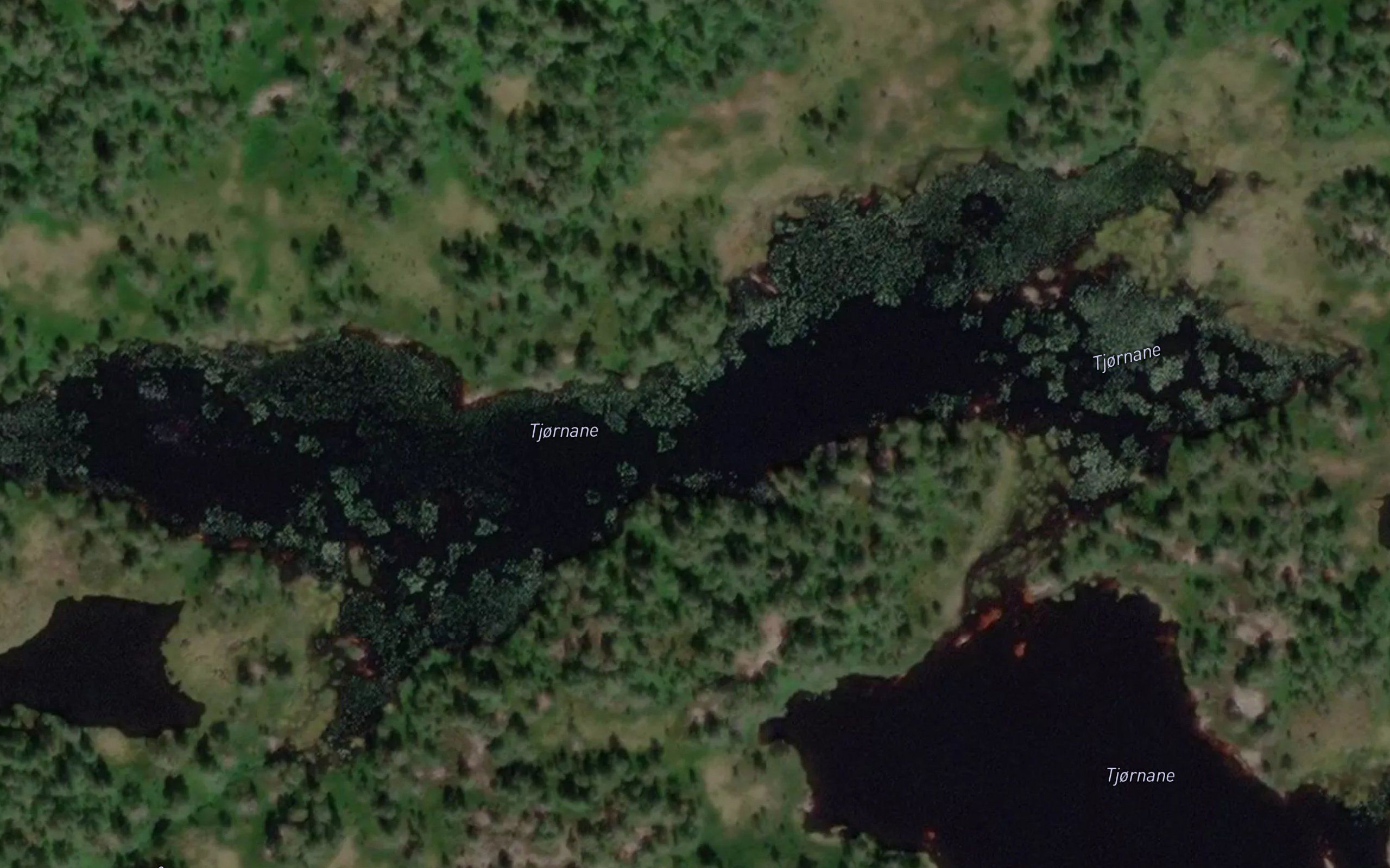 Tjornane