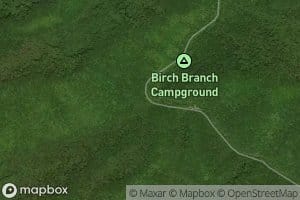 Birch Branch