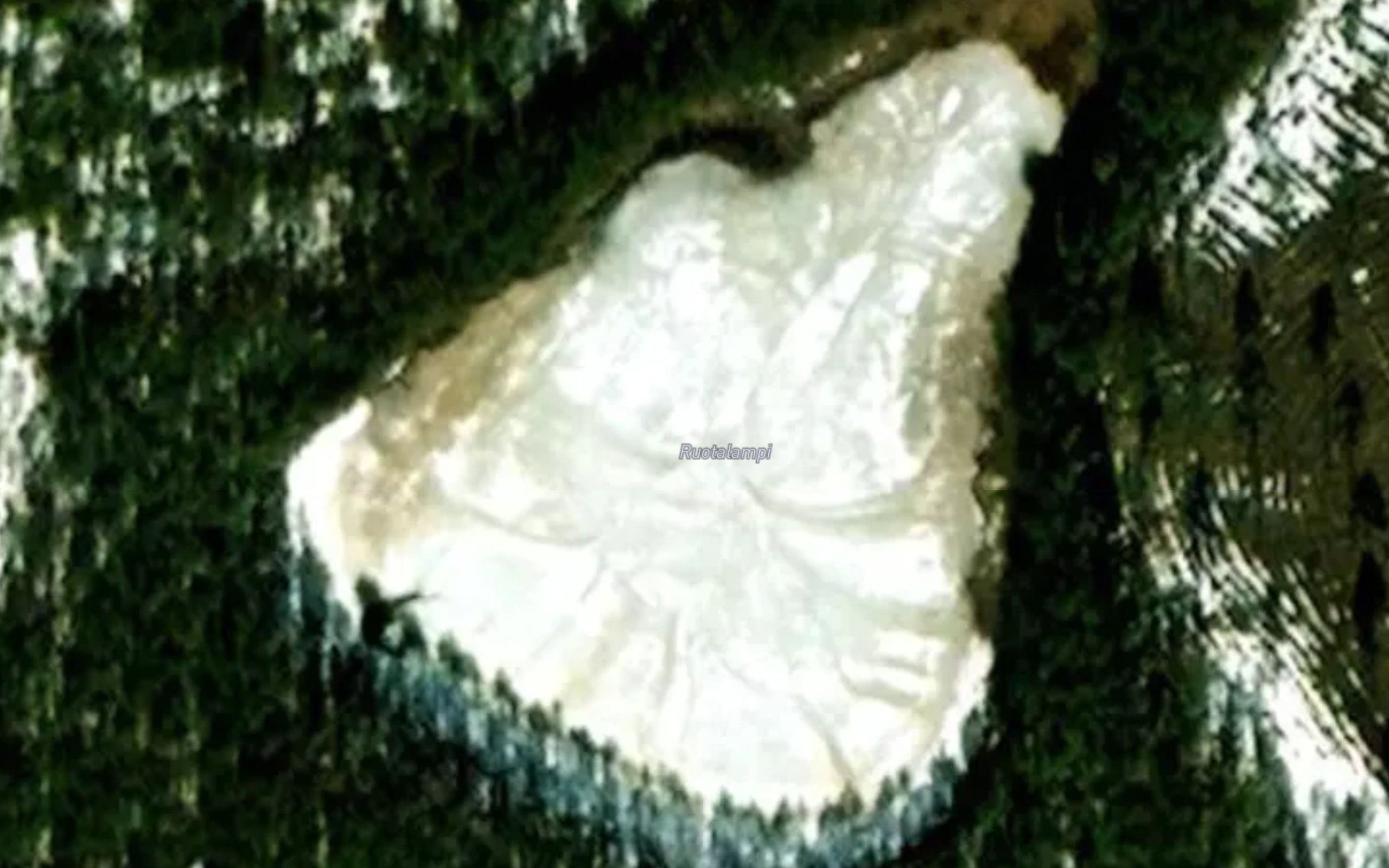 Ruotalampi