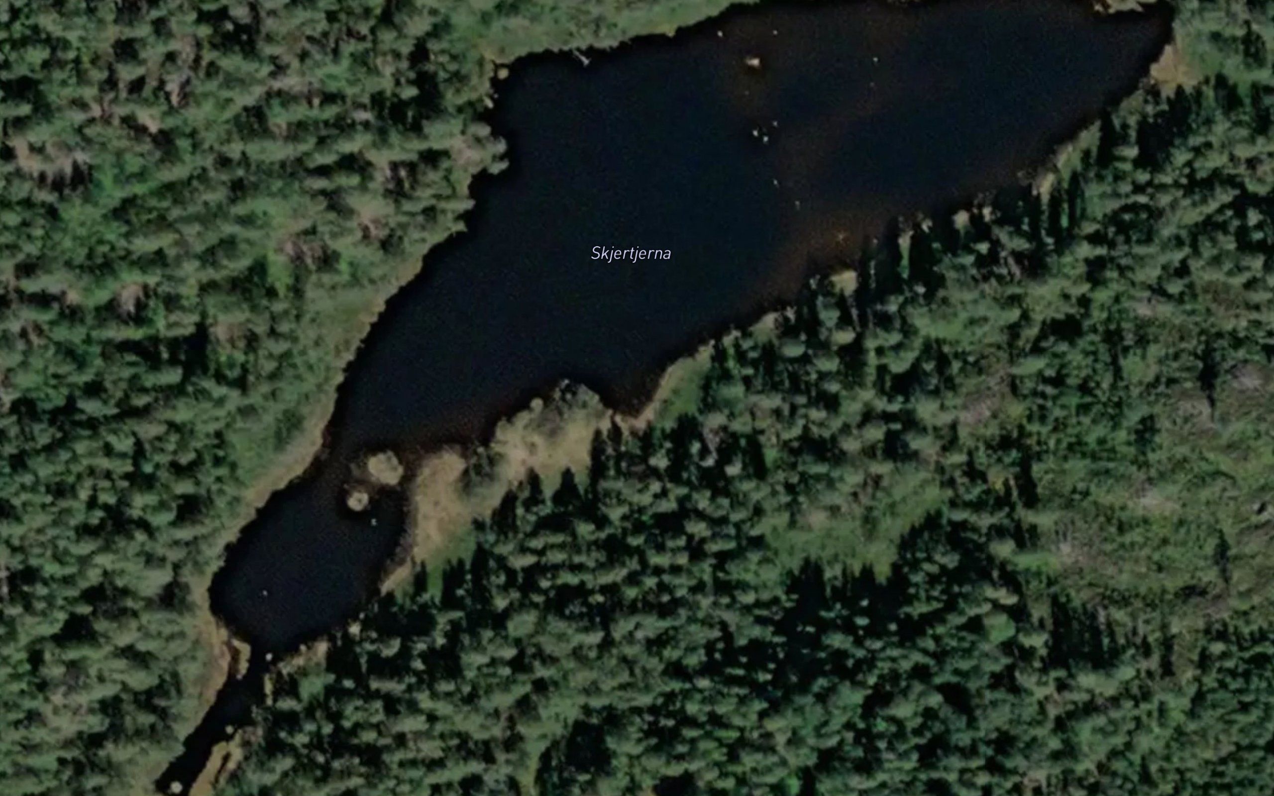Skjertjerna
