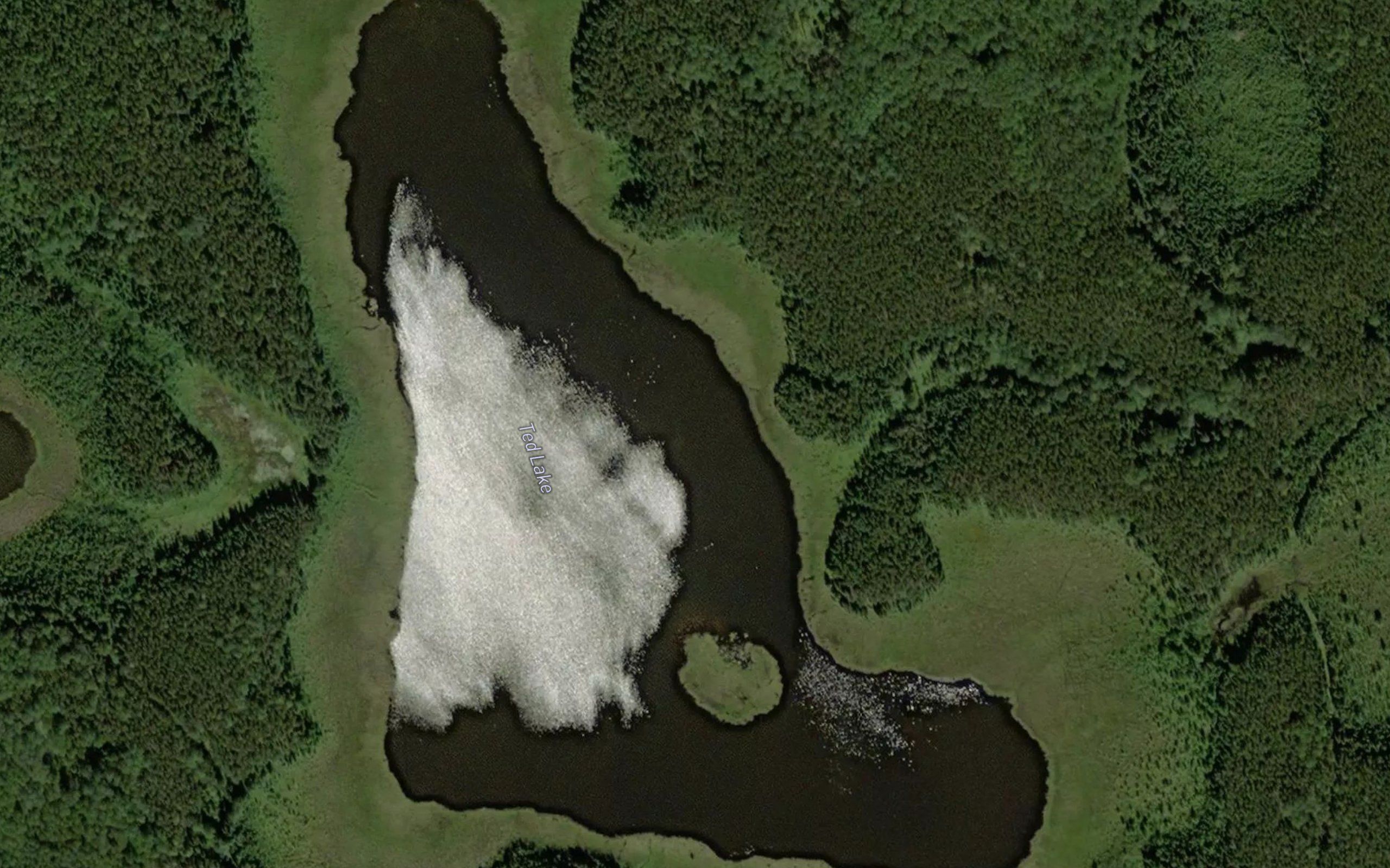 Ted Lake