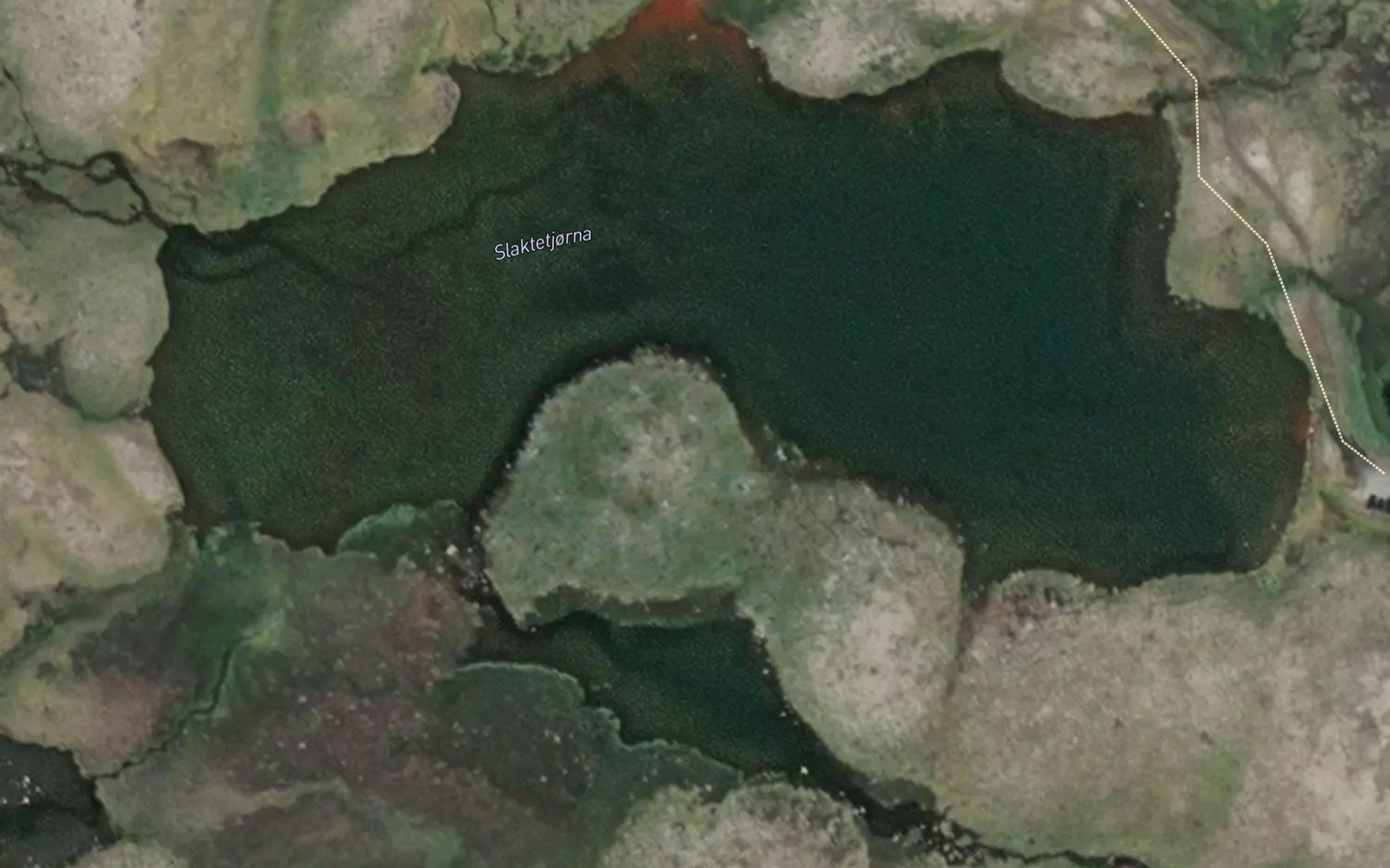 Slaktetjorni