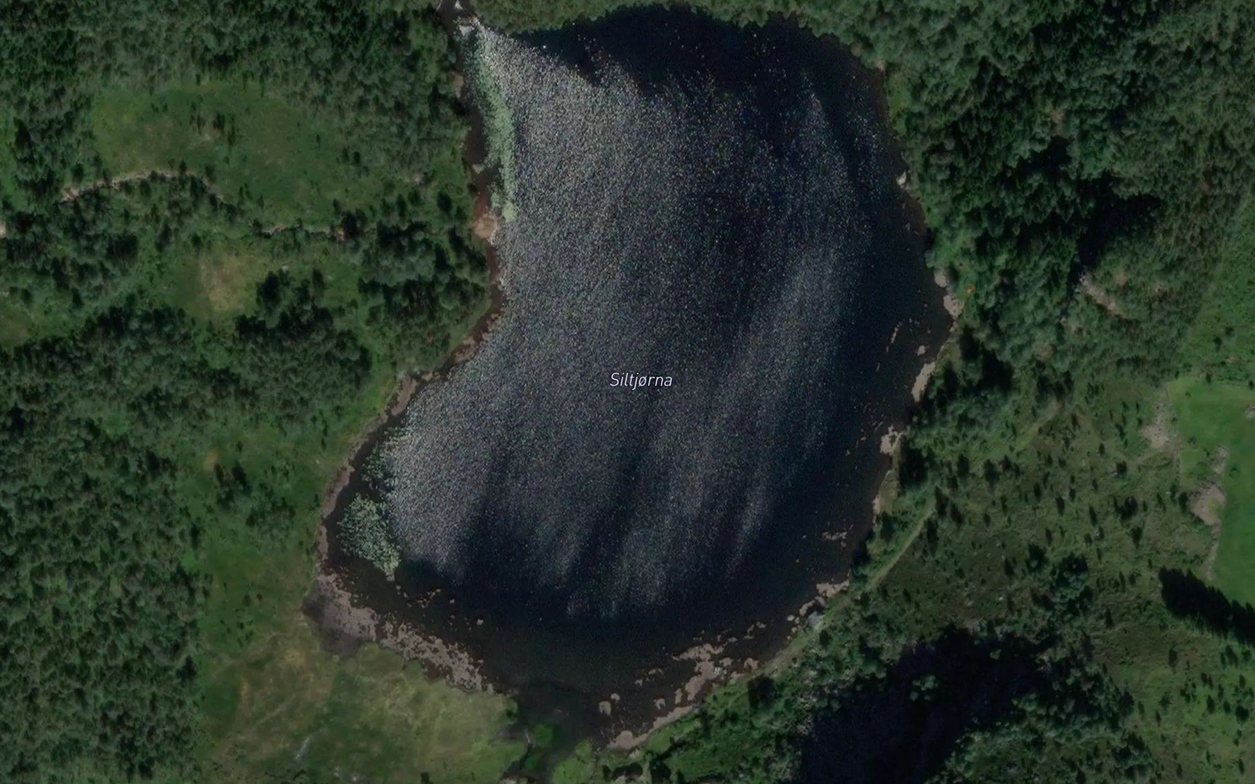 Siltjorni