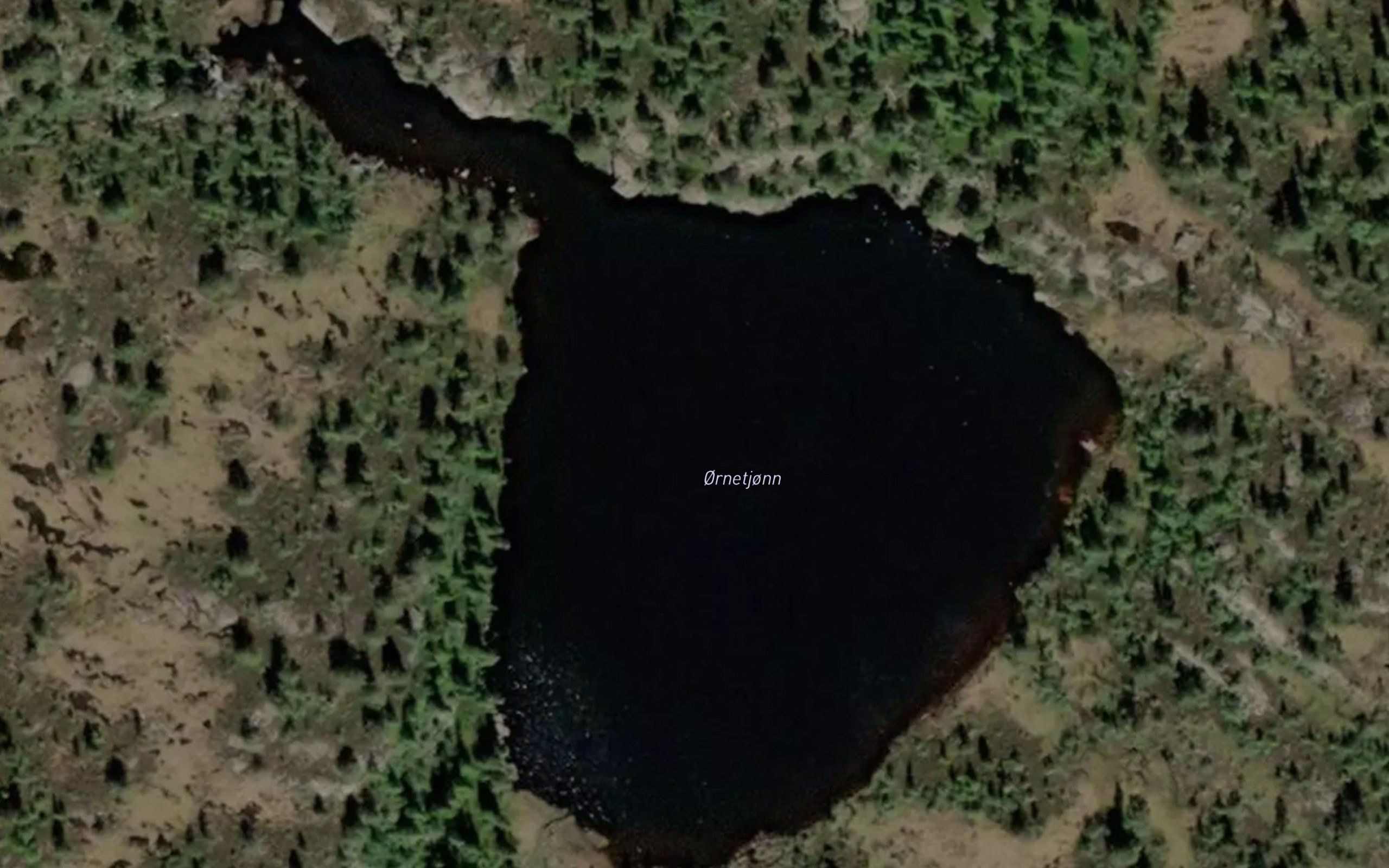 Orntjorni