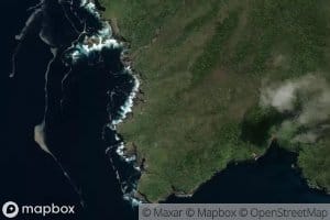 Three Legged Woodhen