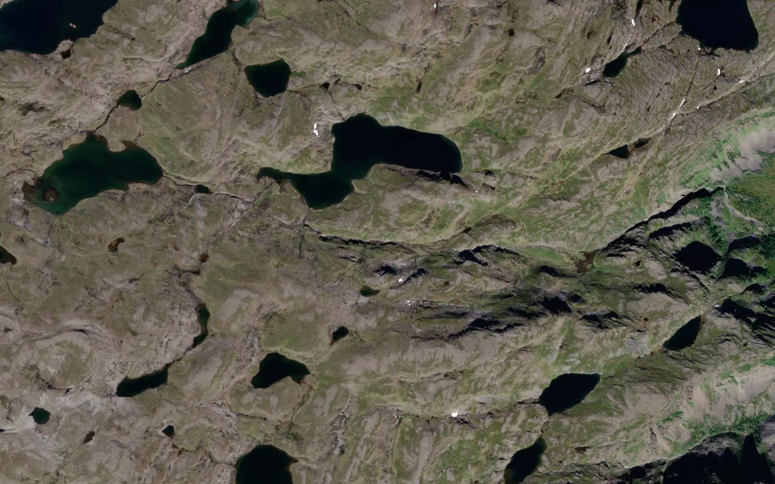 Galbenjoasjakka