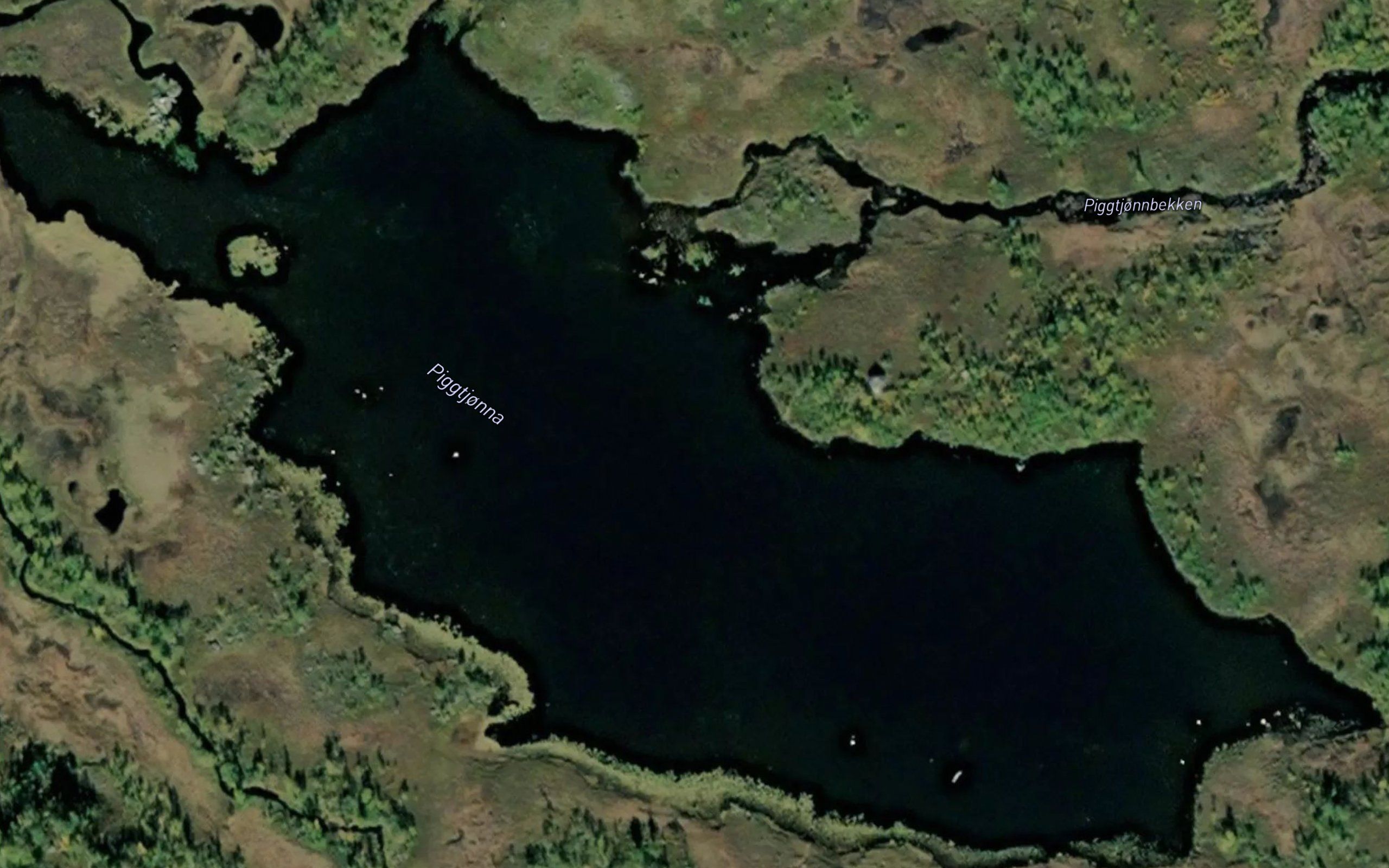Piggtjorna