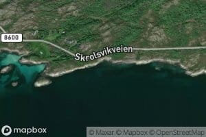 Tjukkskogvika