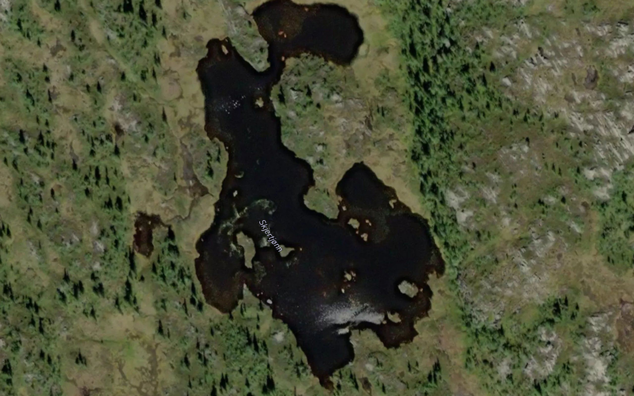 Skjertjonn