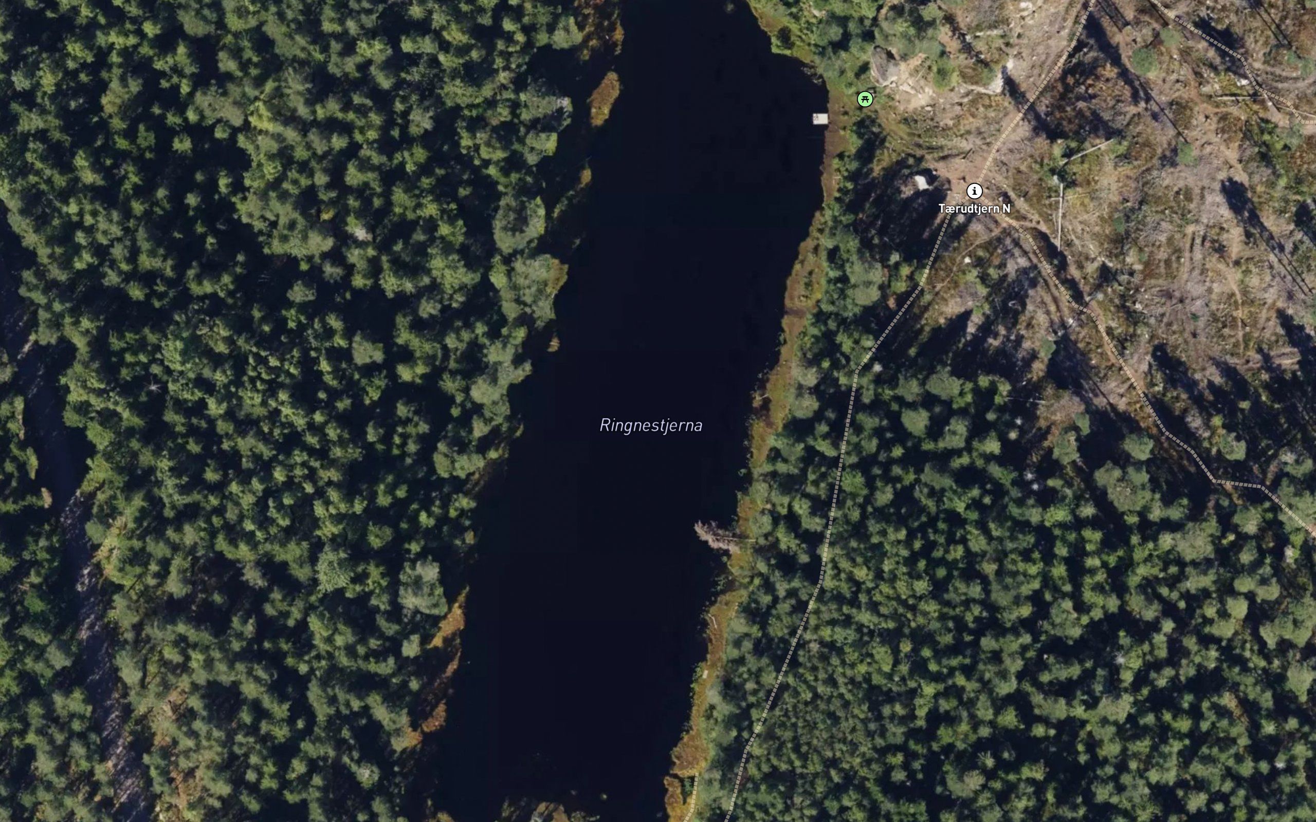 Ringnestjerna