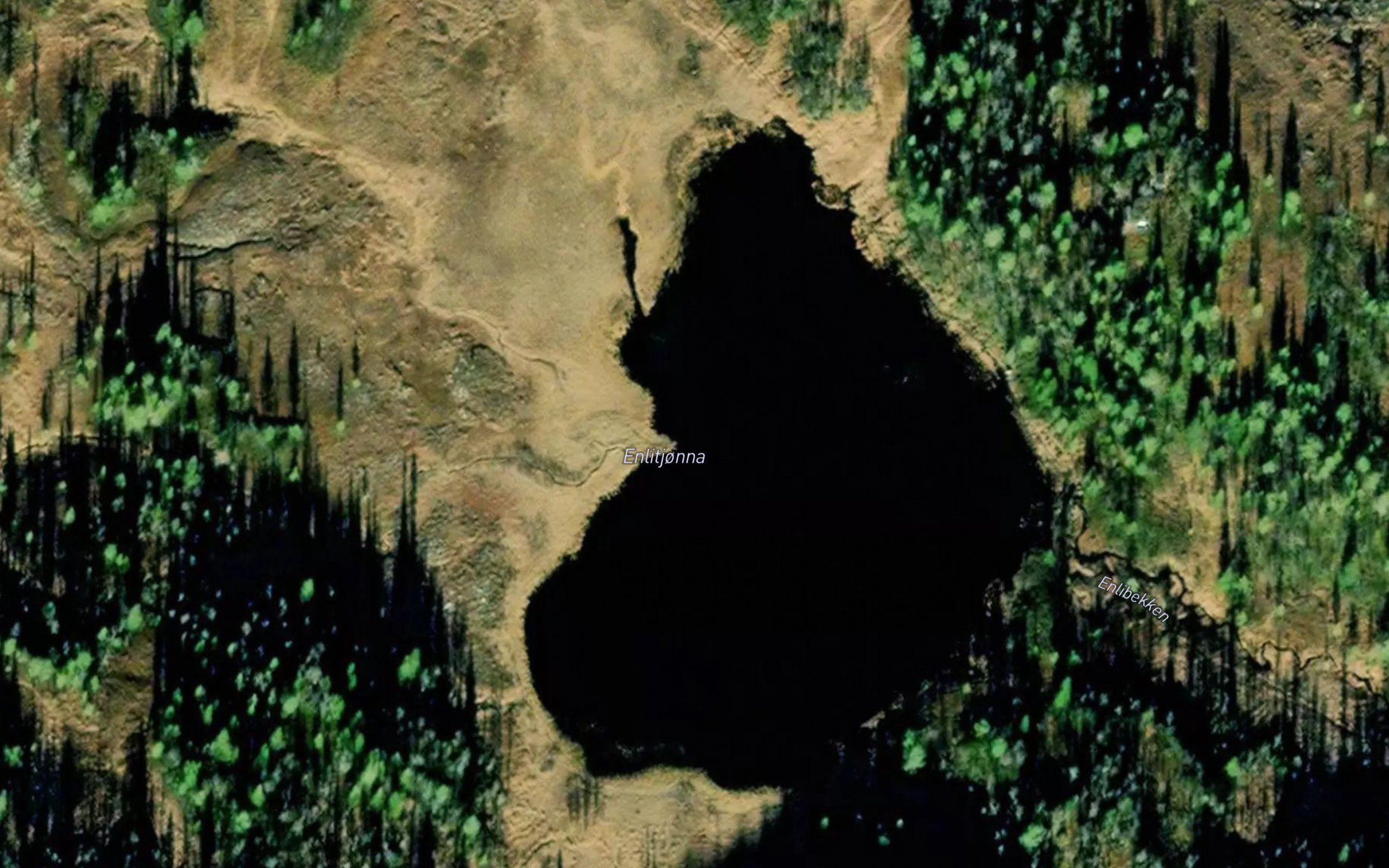Enlitjorna