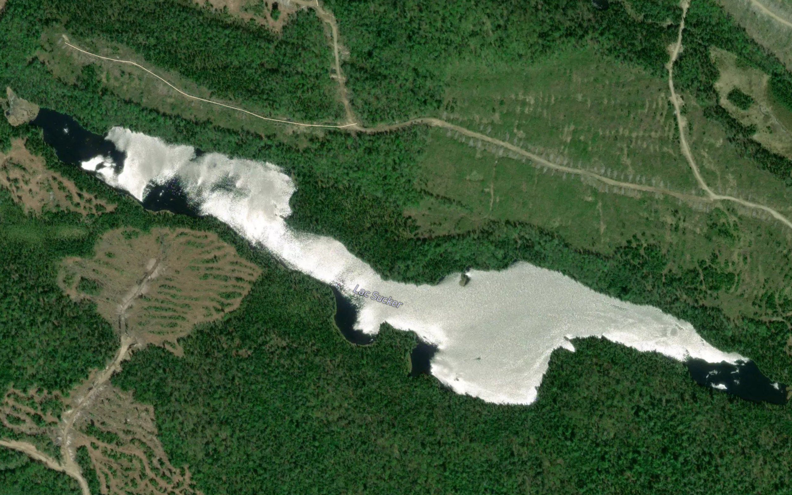 Lac Sucker