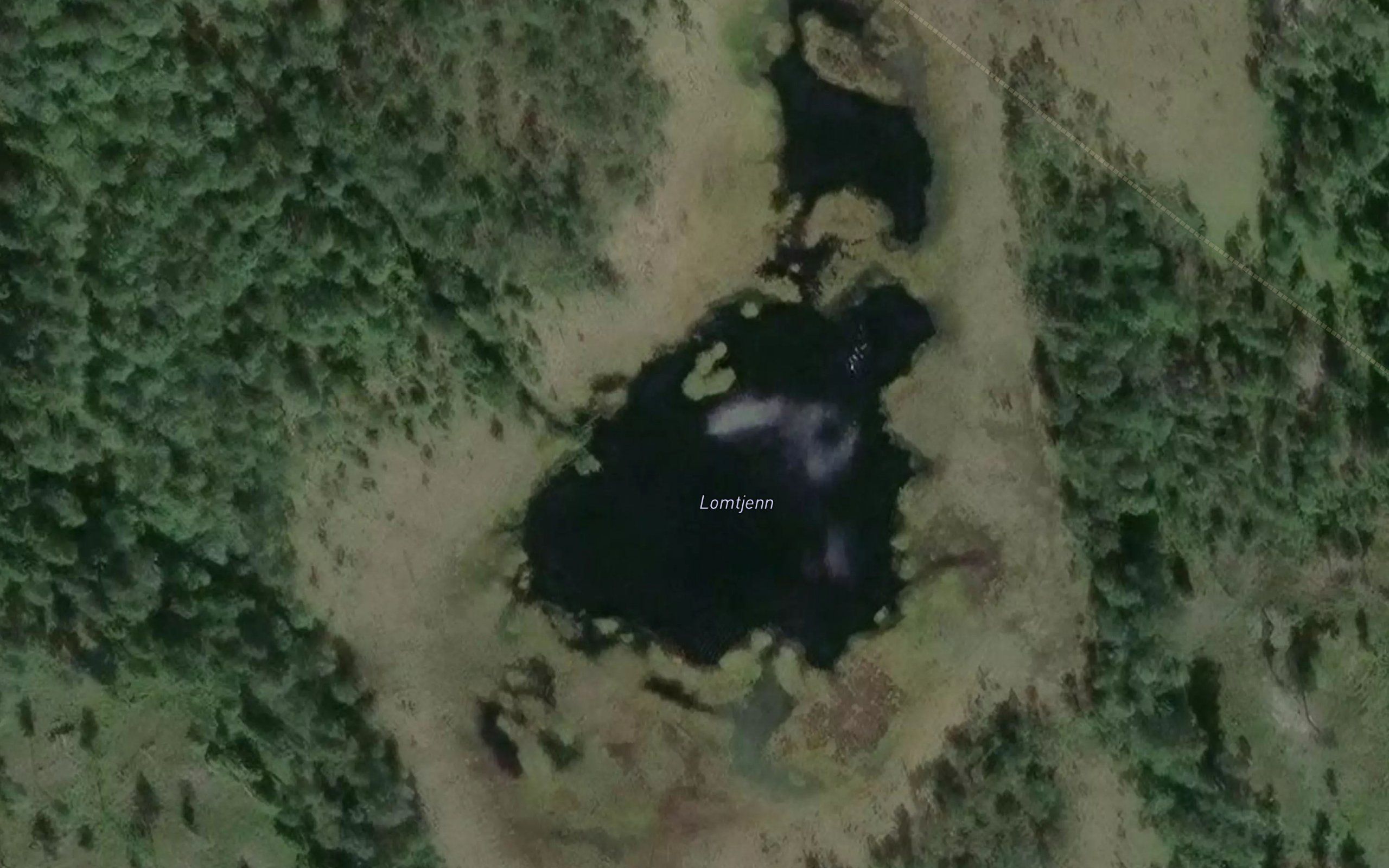 Lomtjern