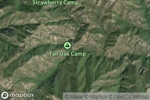 Tan Oak Creek